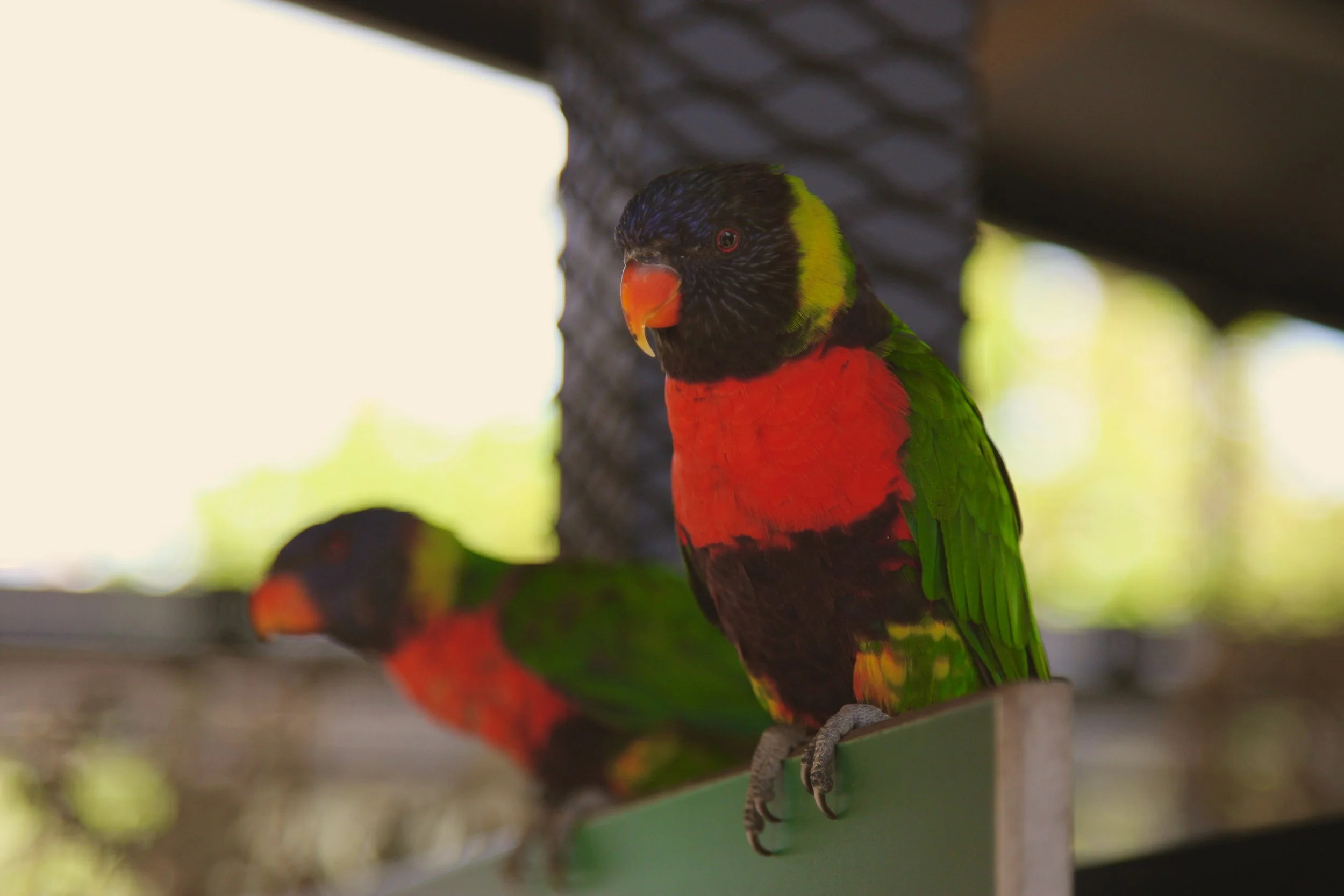 Birds