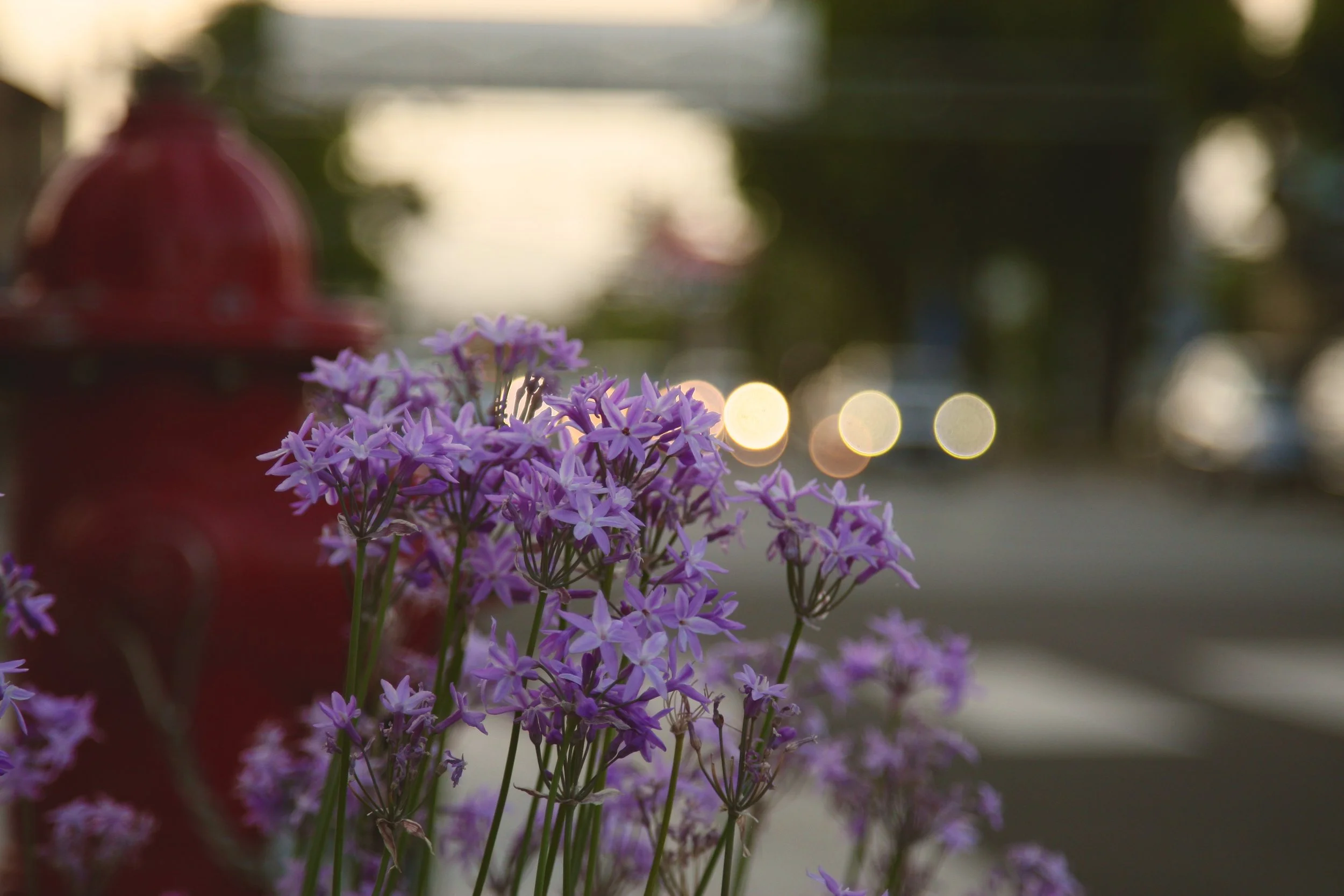 Evening Light