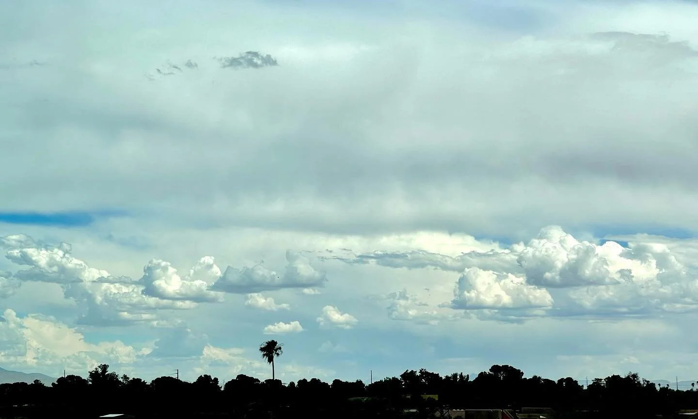 Lone Palm Tree. #346