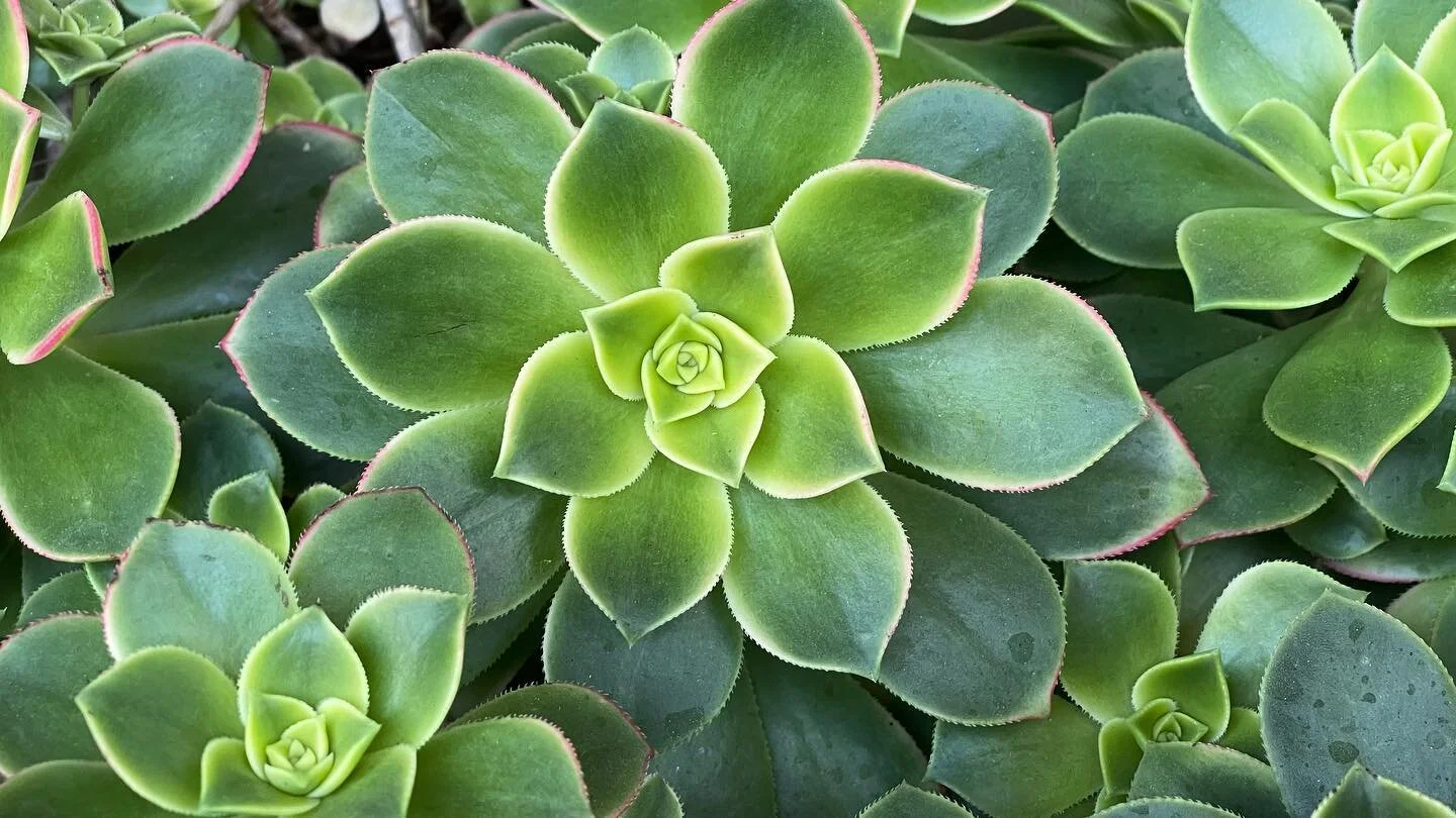 Aeonium haworthii. #357