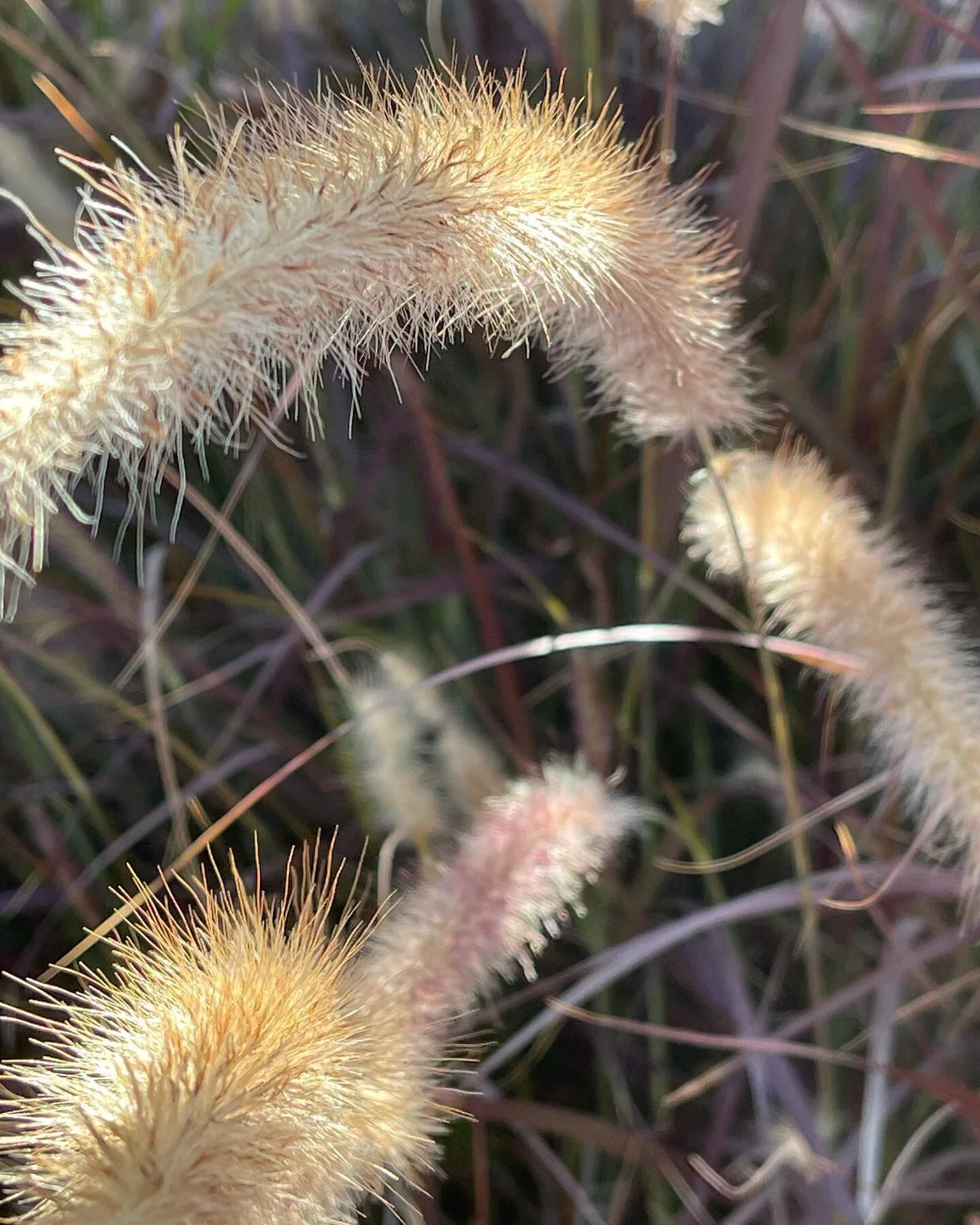 Fuzzy. #360