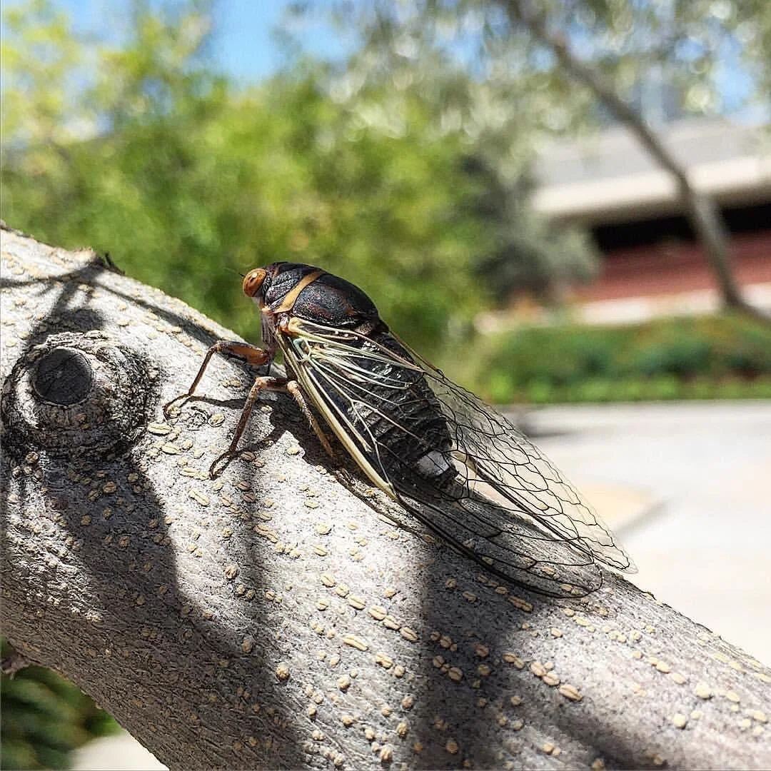 Cicada. #361