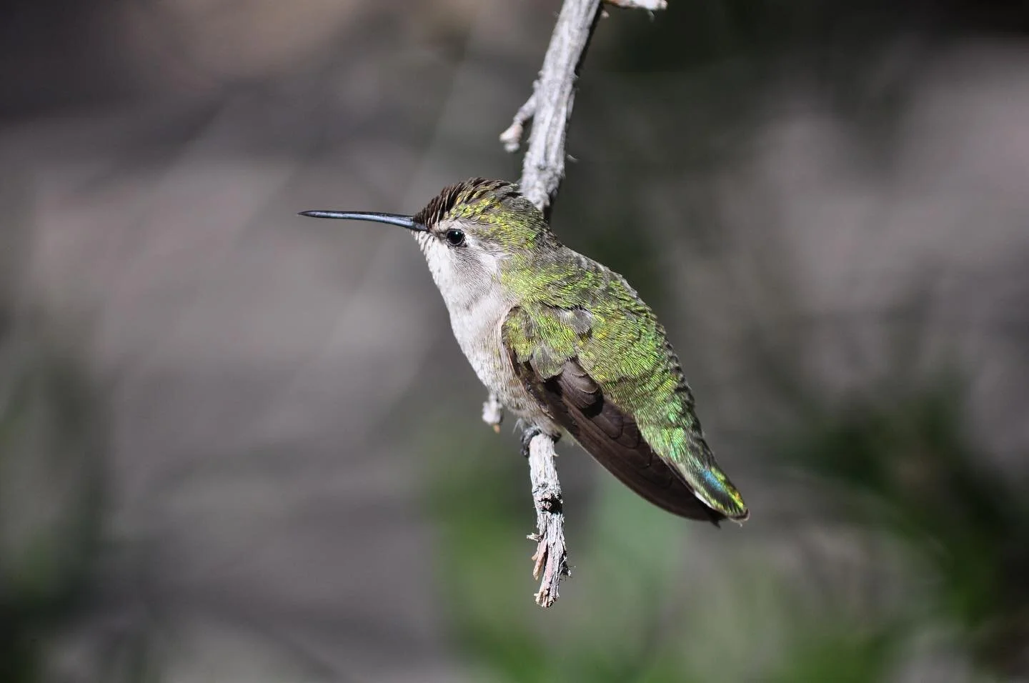Hummingbird. #362