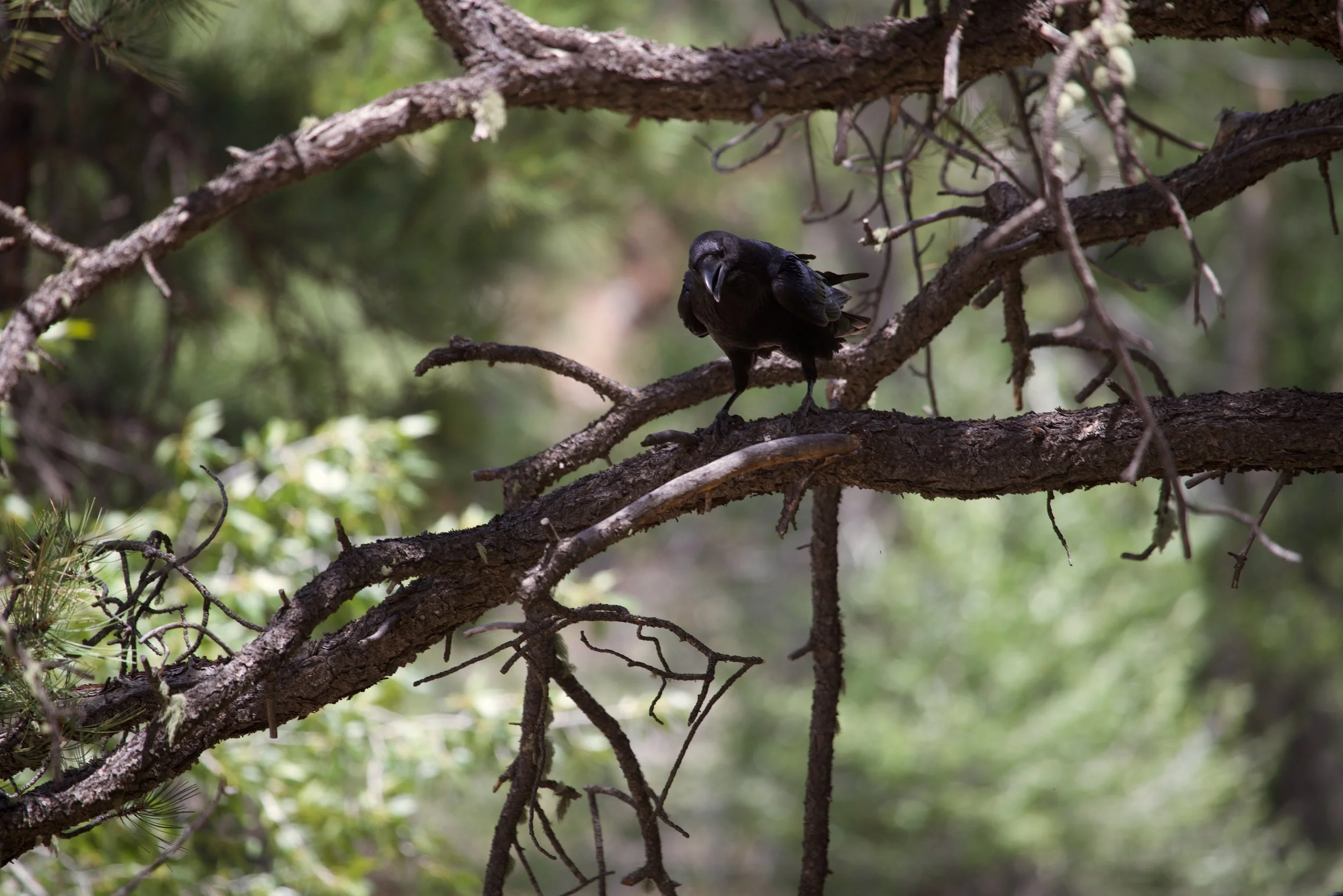 Crow