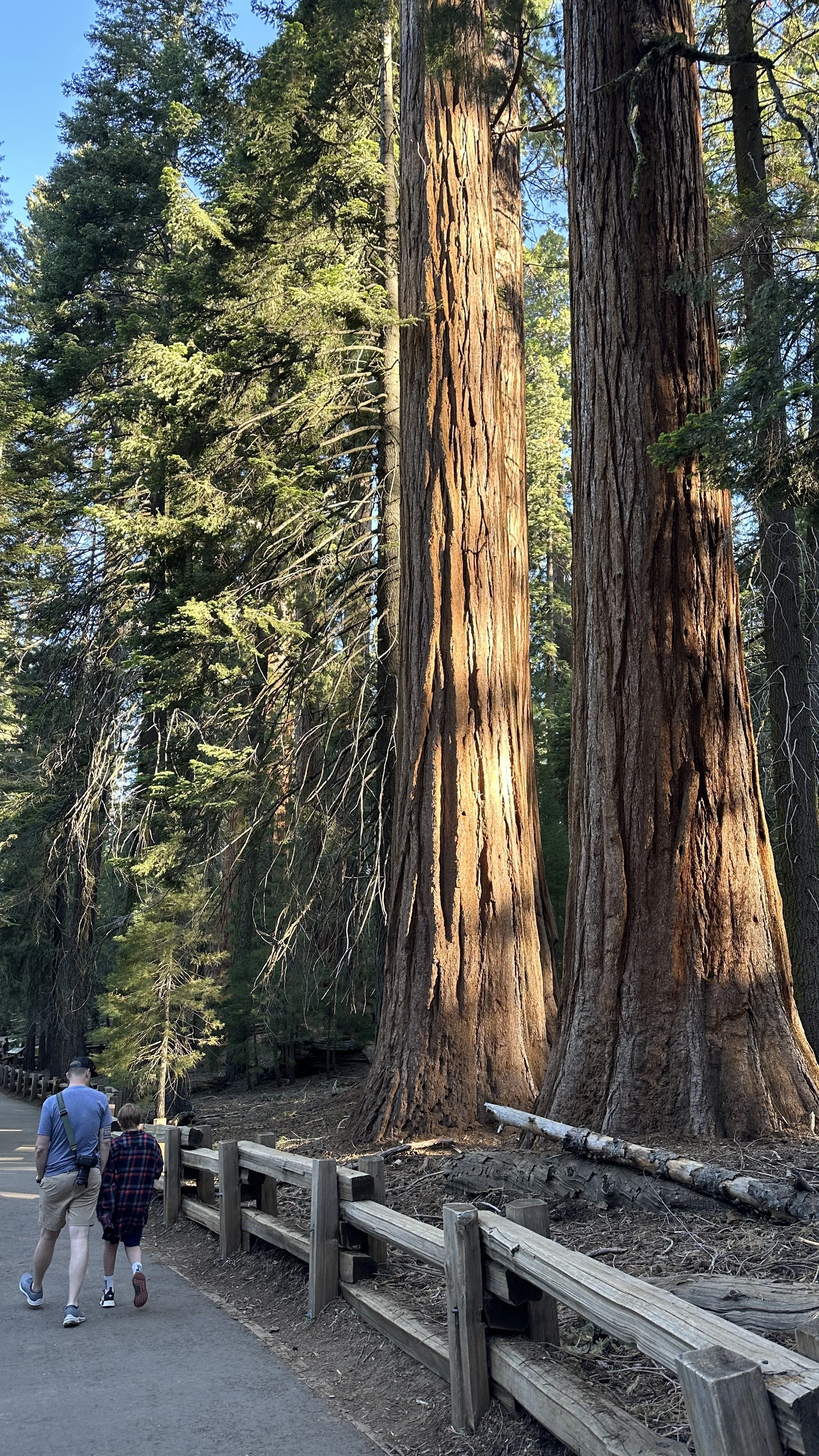 Sequoias