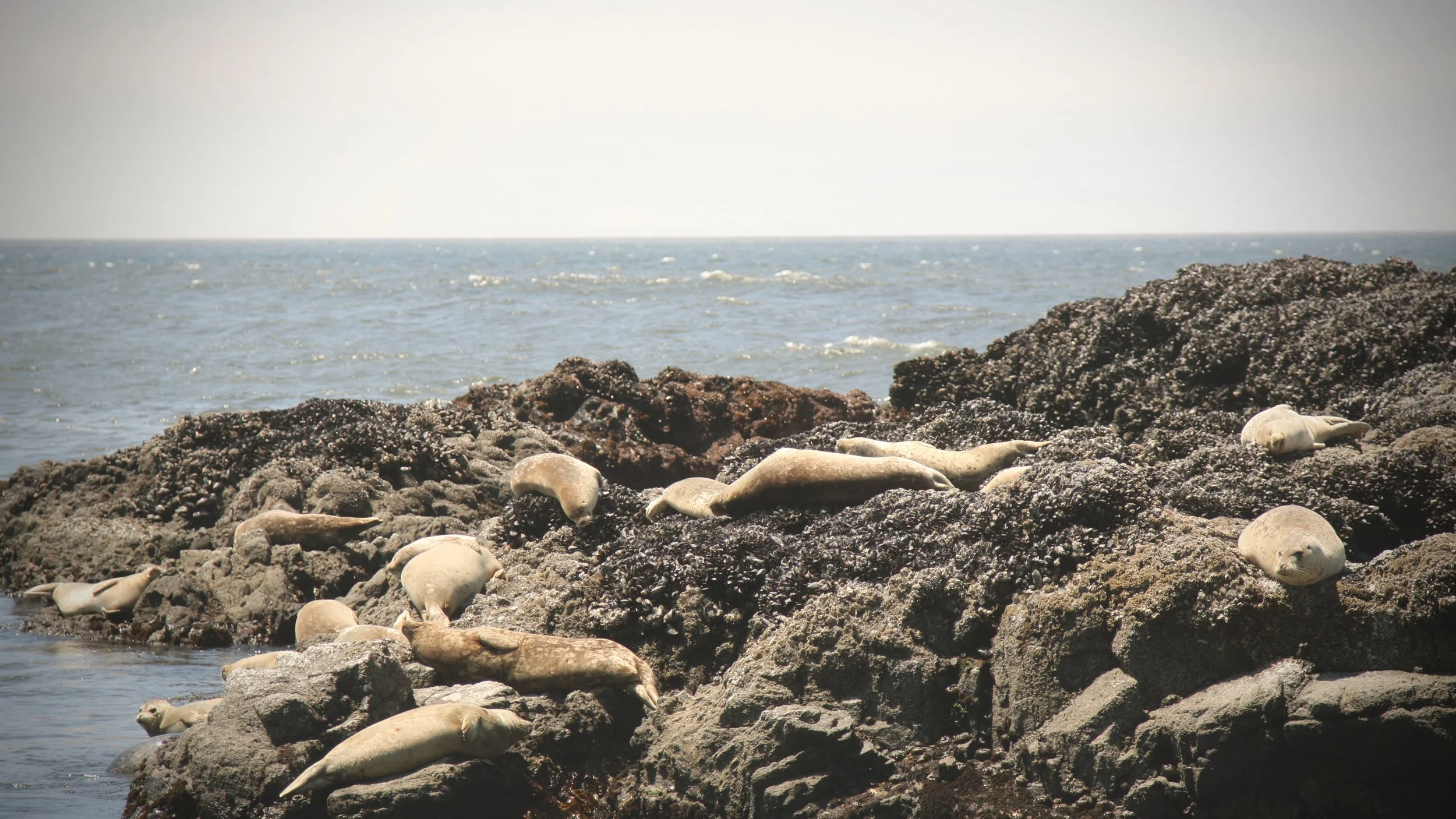 Seals