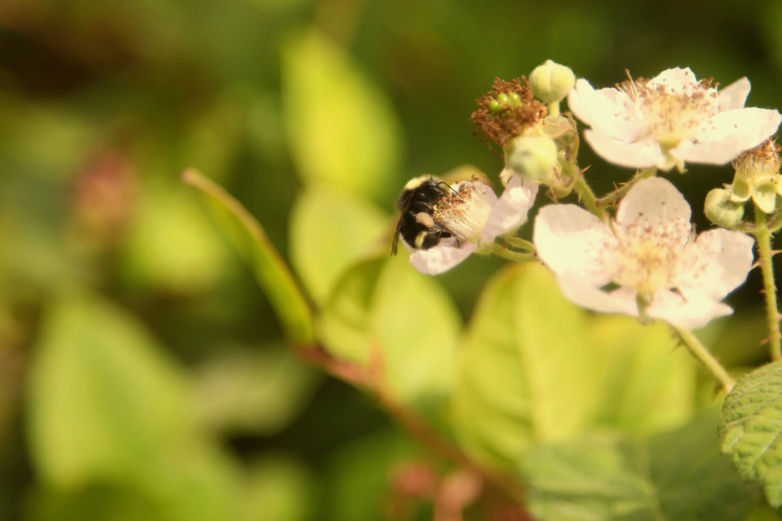 Bee