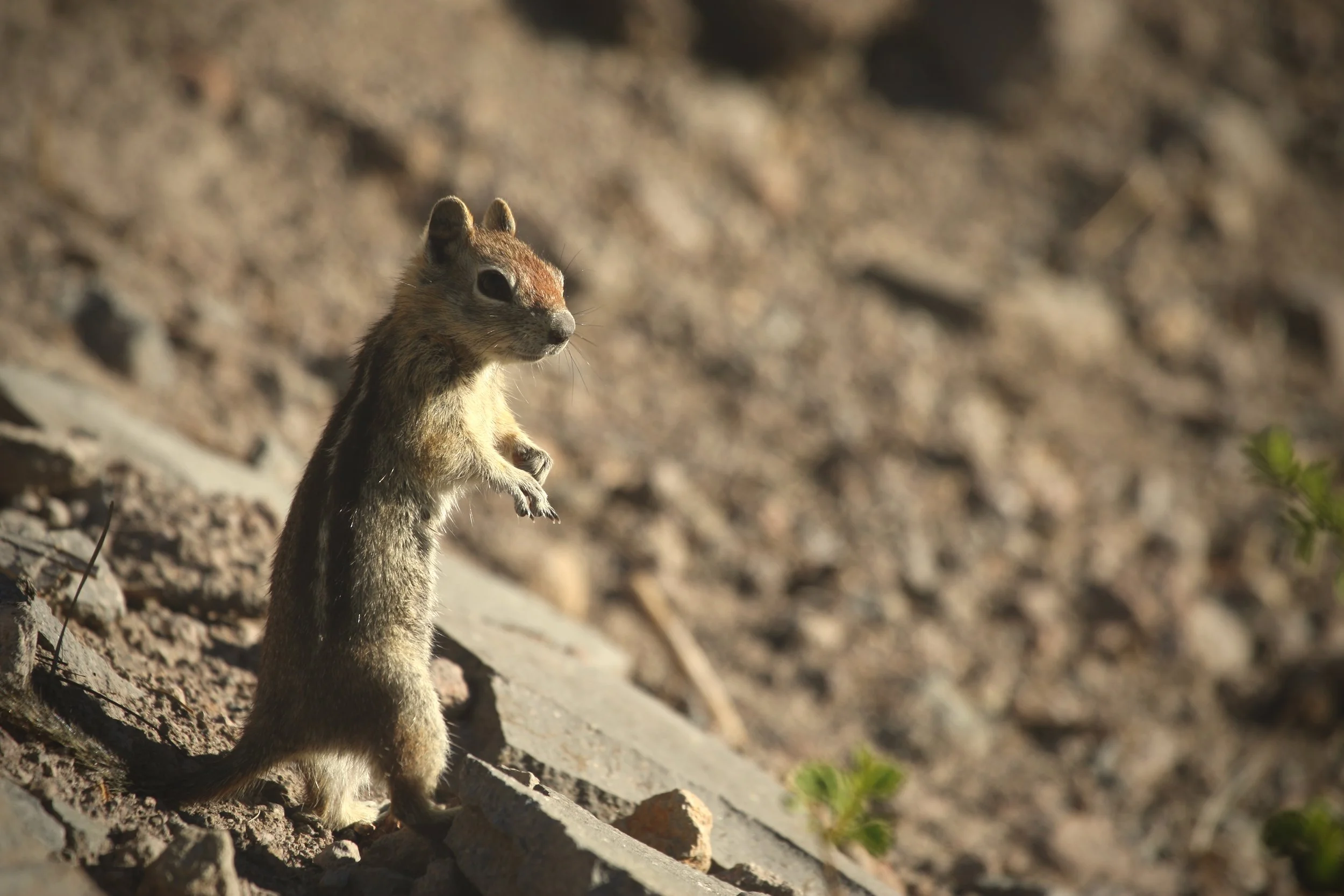 Chipmunk