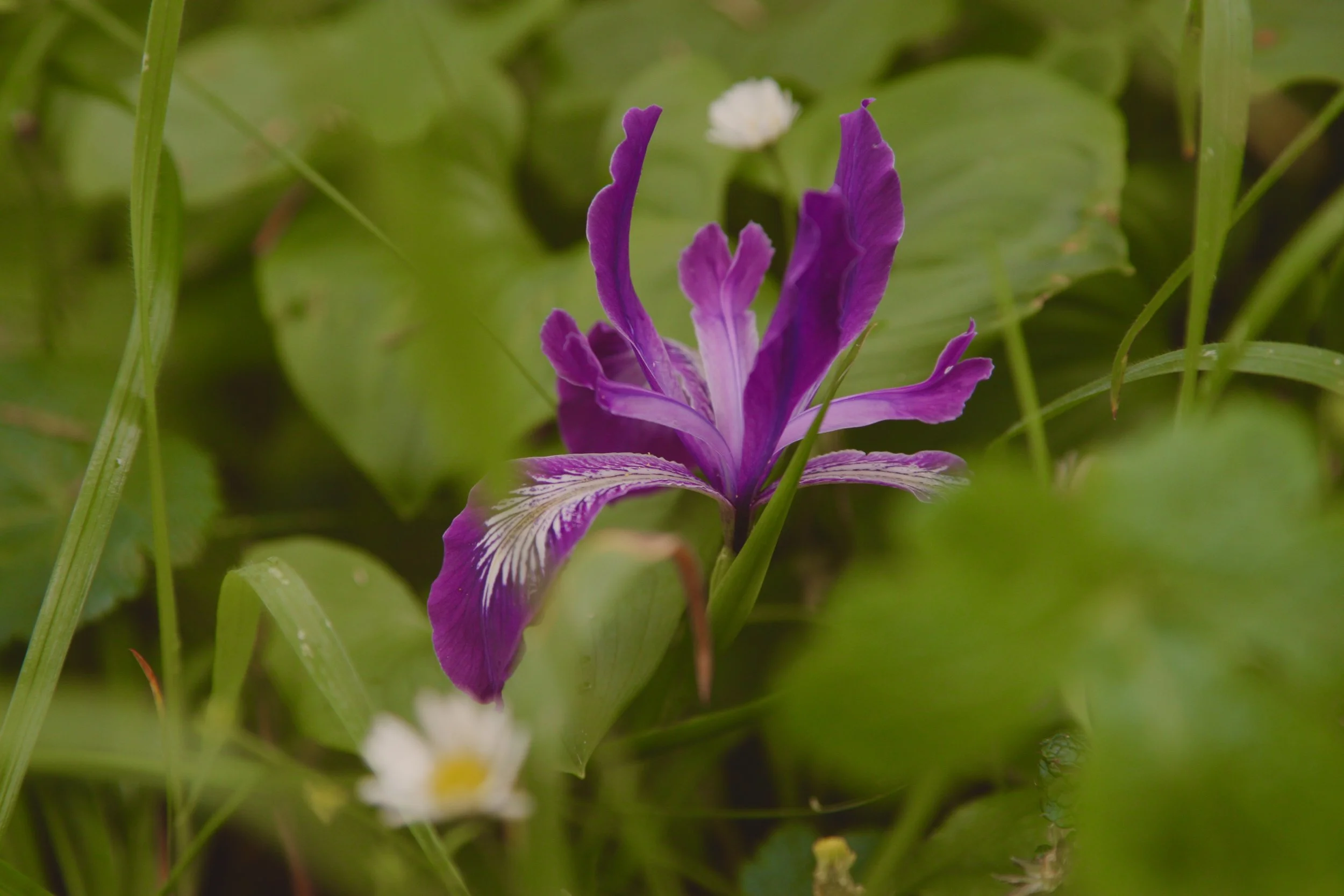 Iris