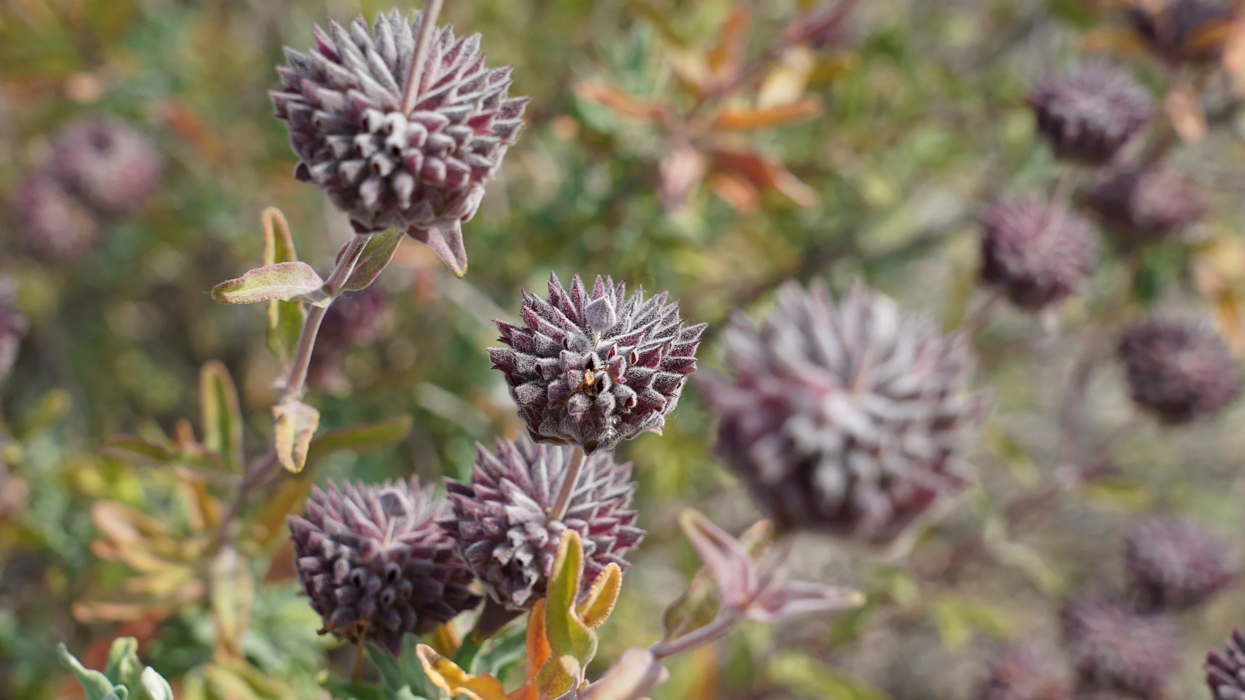 Purple Plant