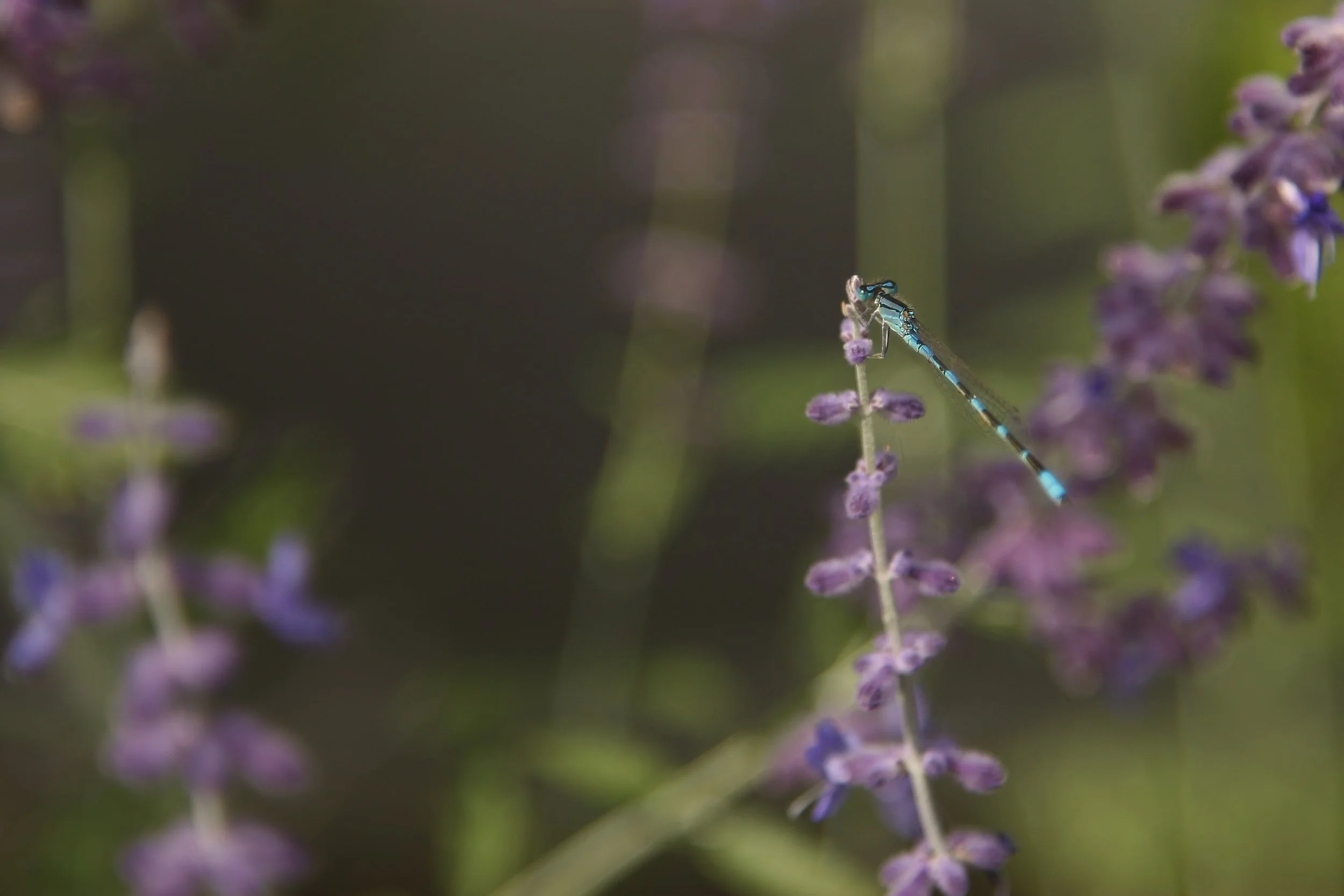 Blue Dragonfly