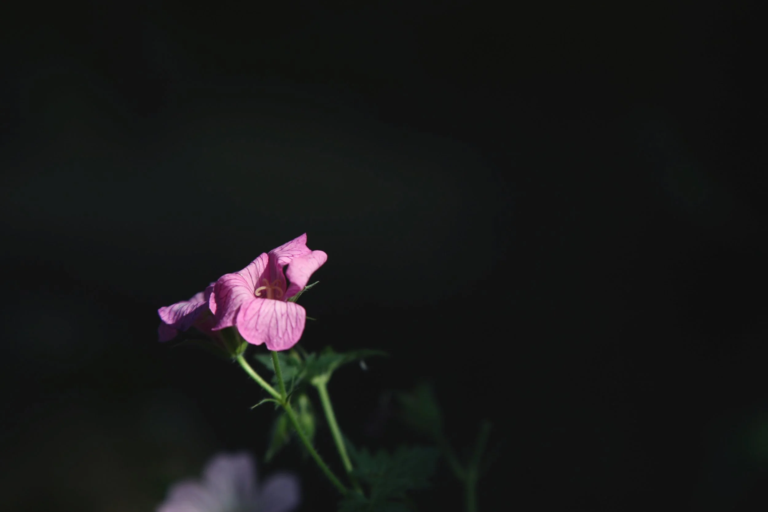 Geranium