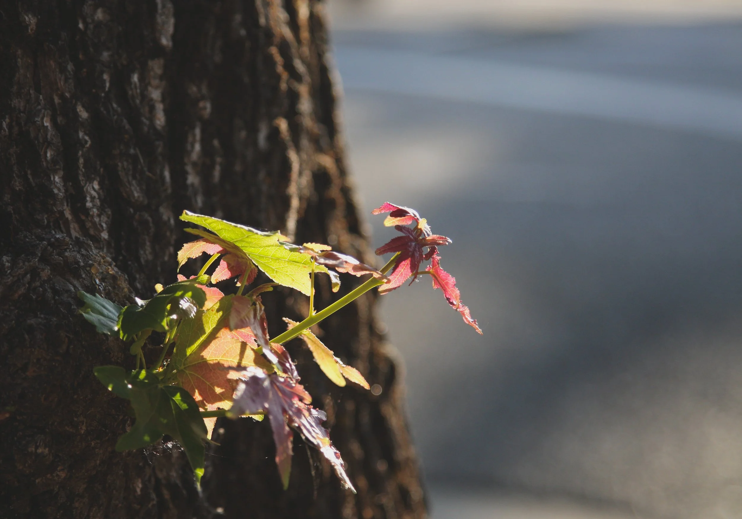 New Growth