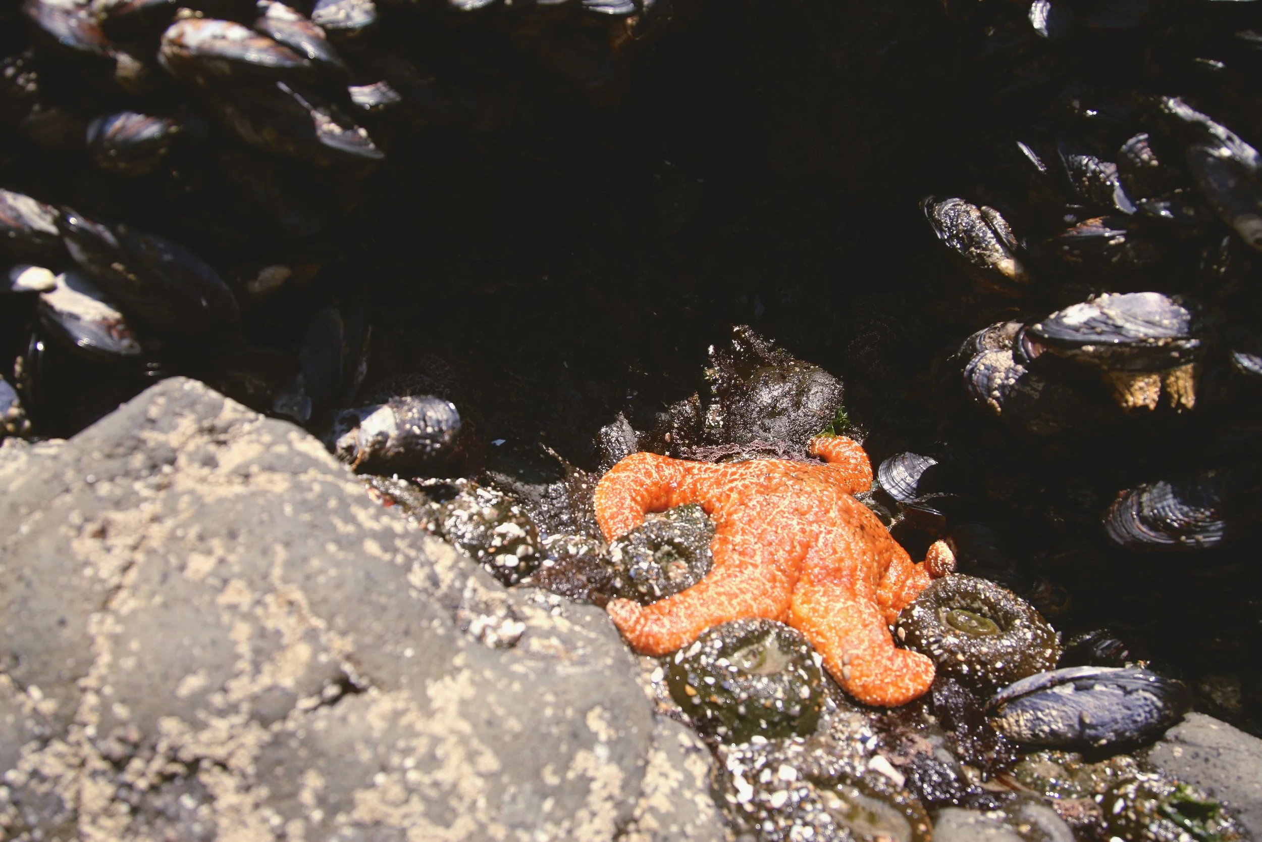 Orange Starfish