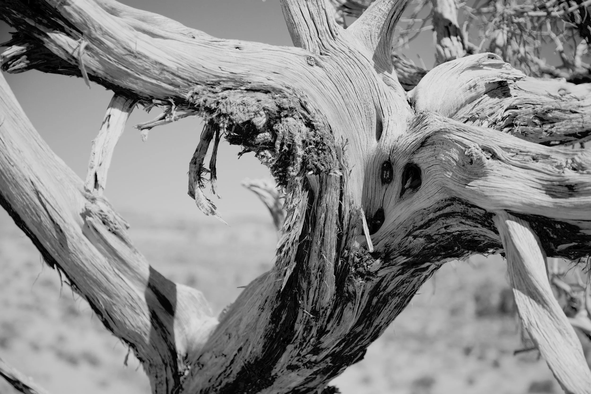 Juniper Tree