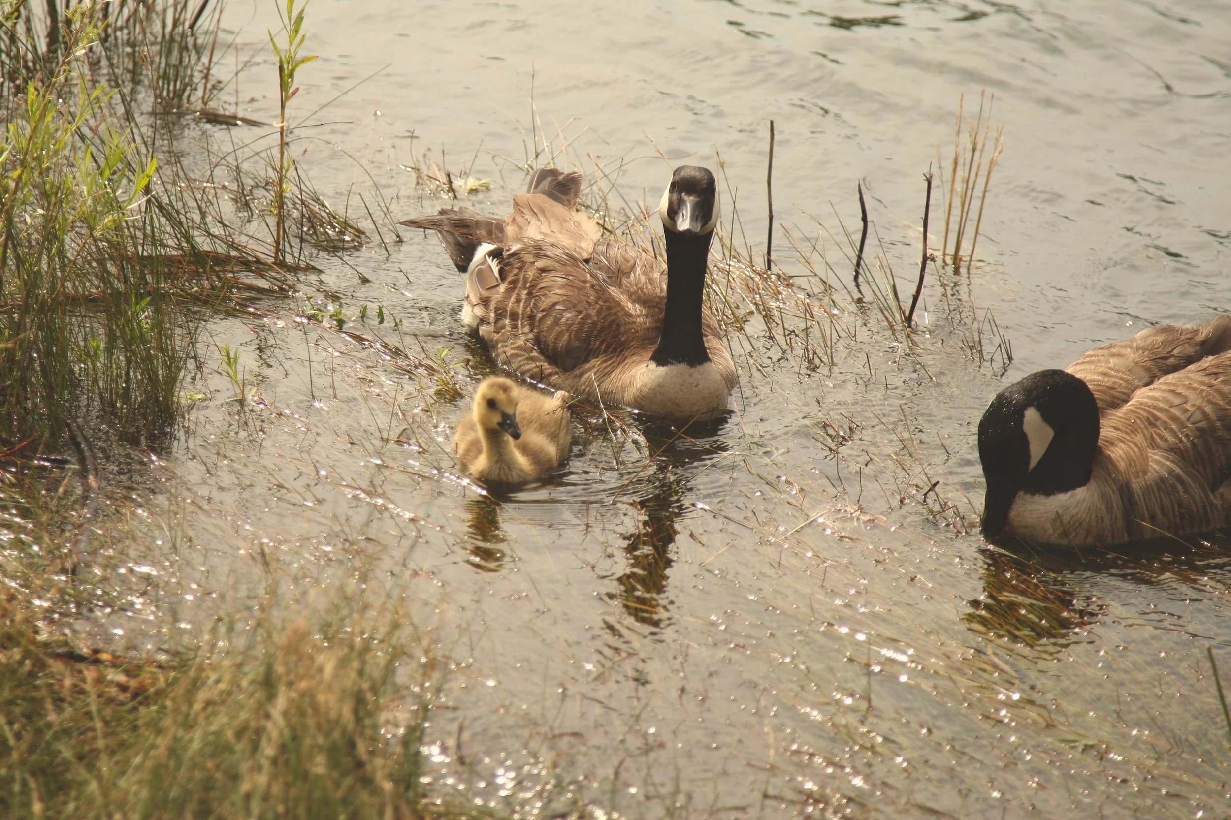 Duckling