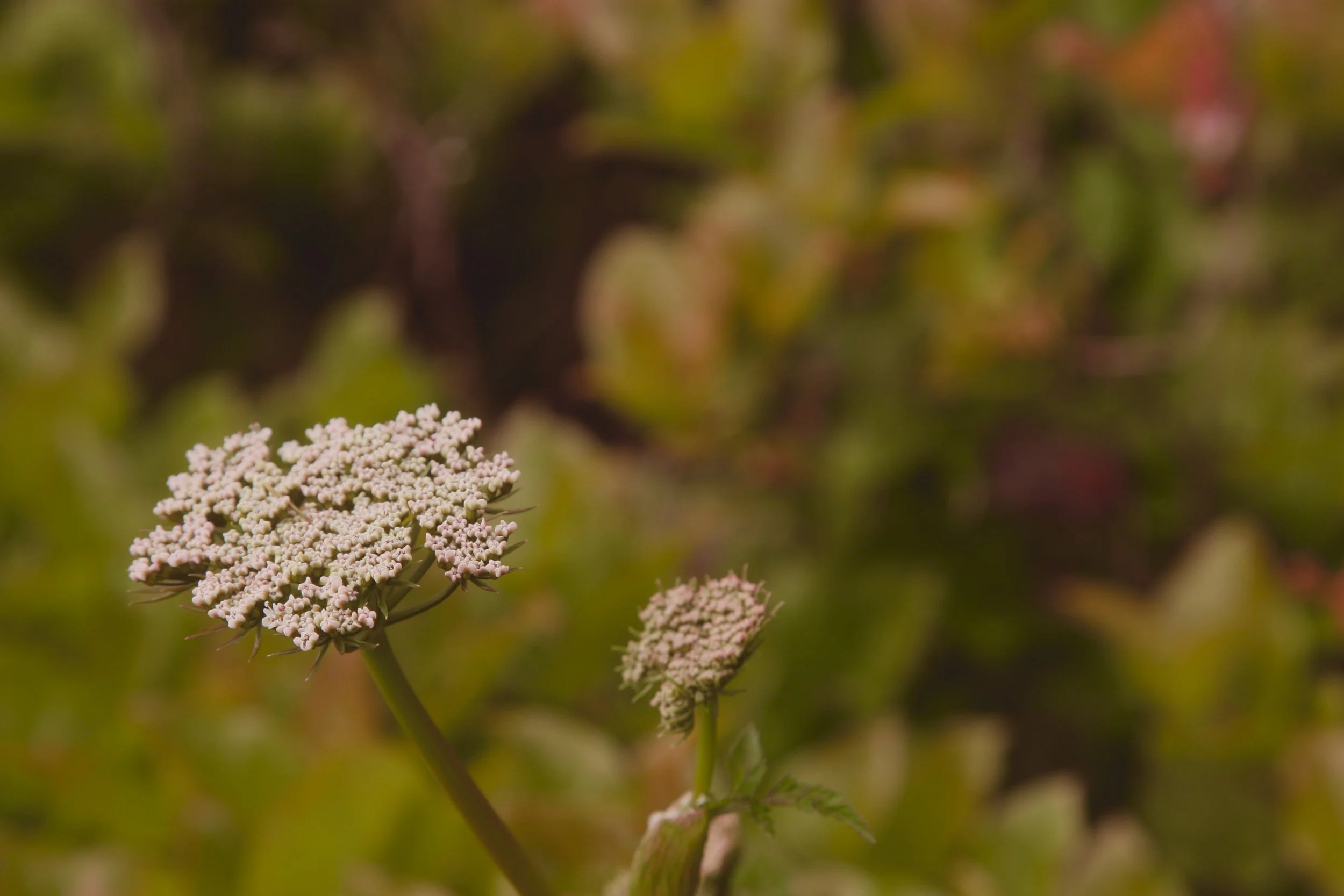 Cow Parsnip