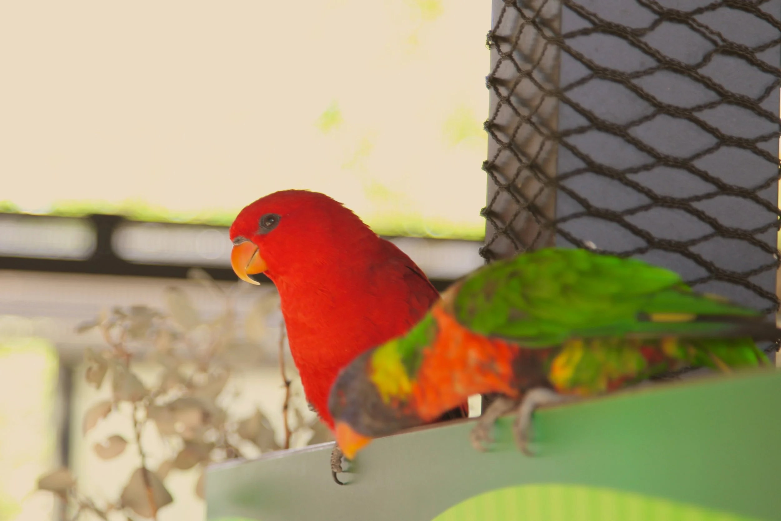 Red Birde