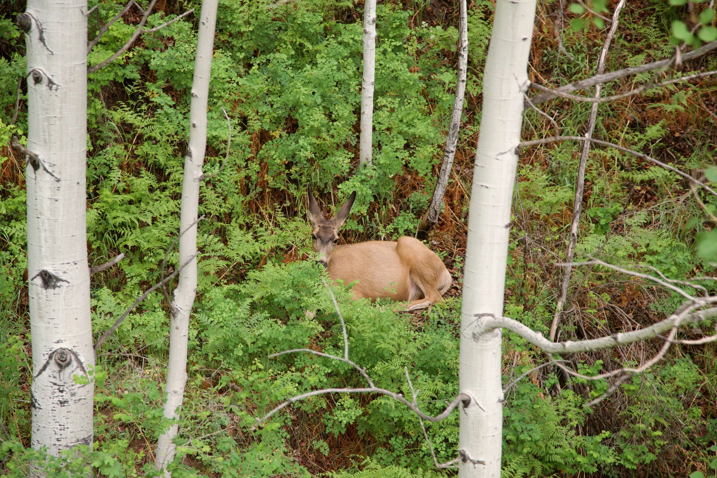 Deer