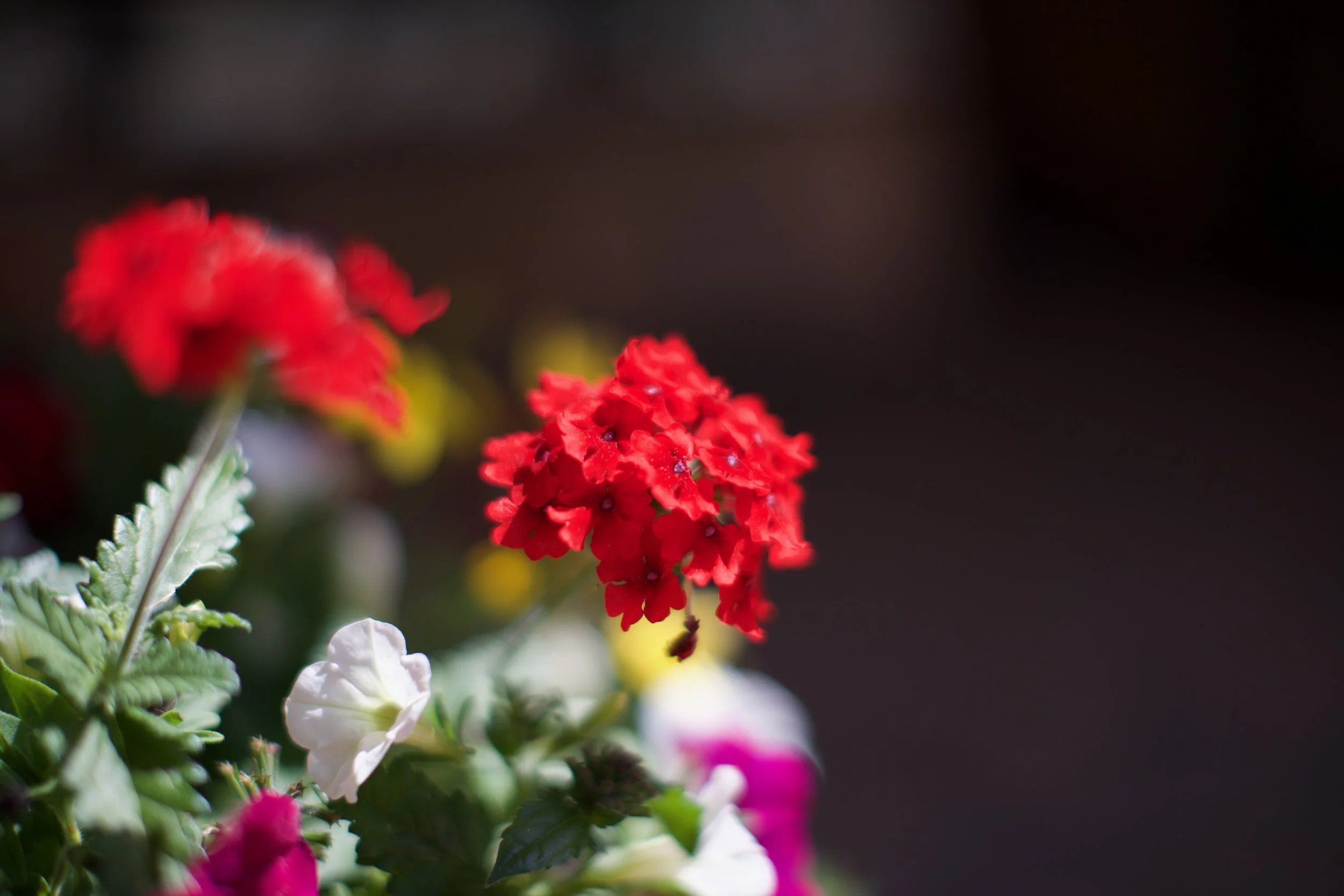 Red Flower