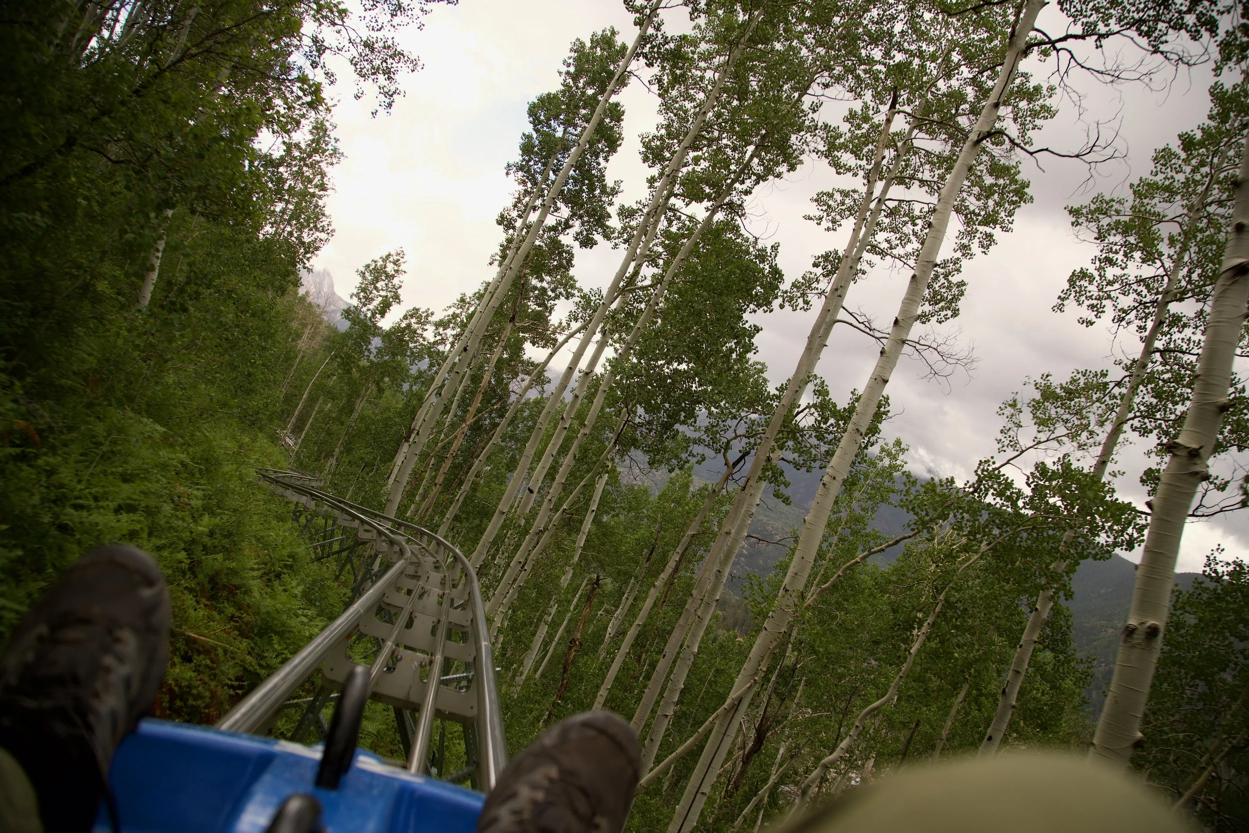 Through The Trees
