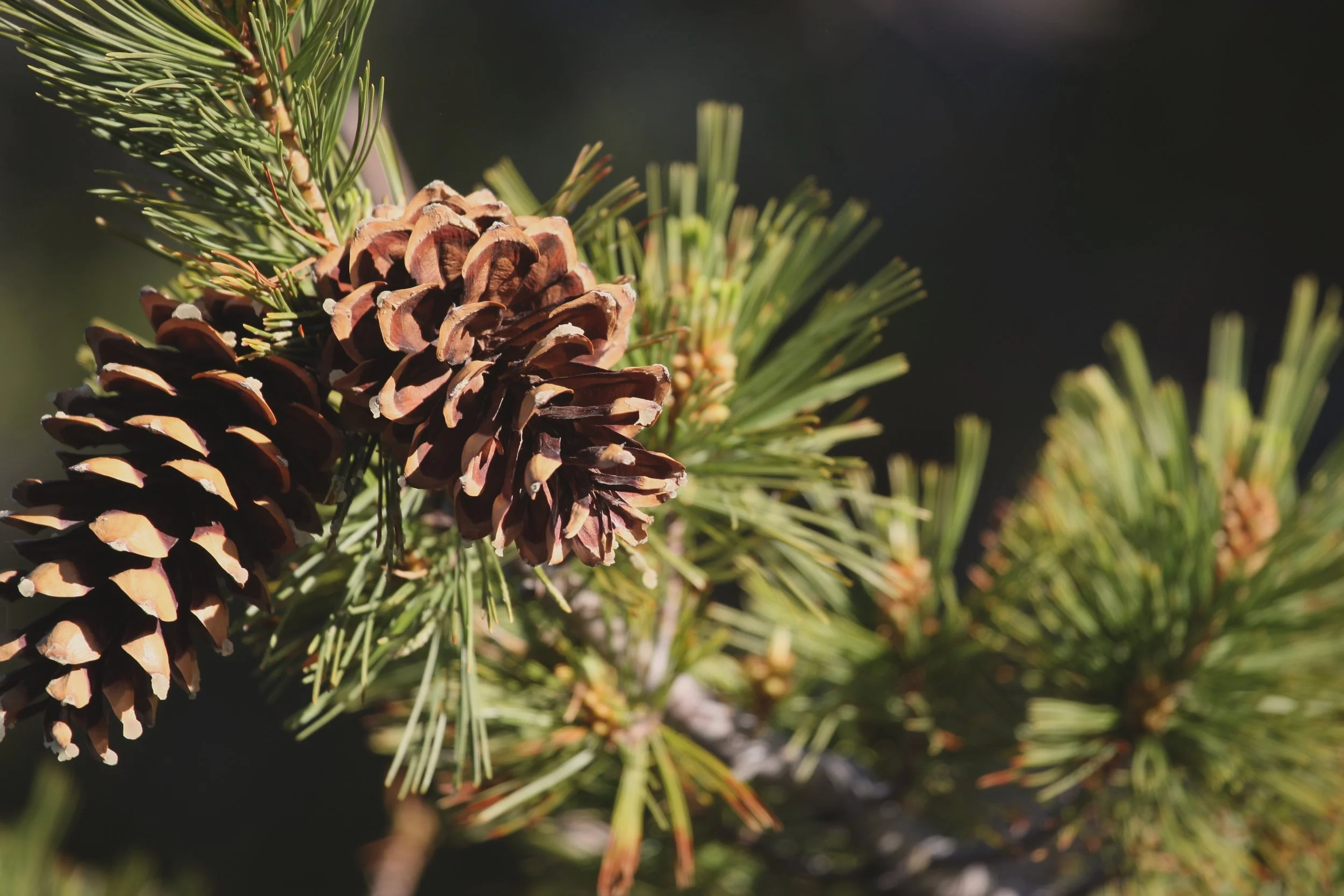 Pine Cones