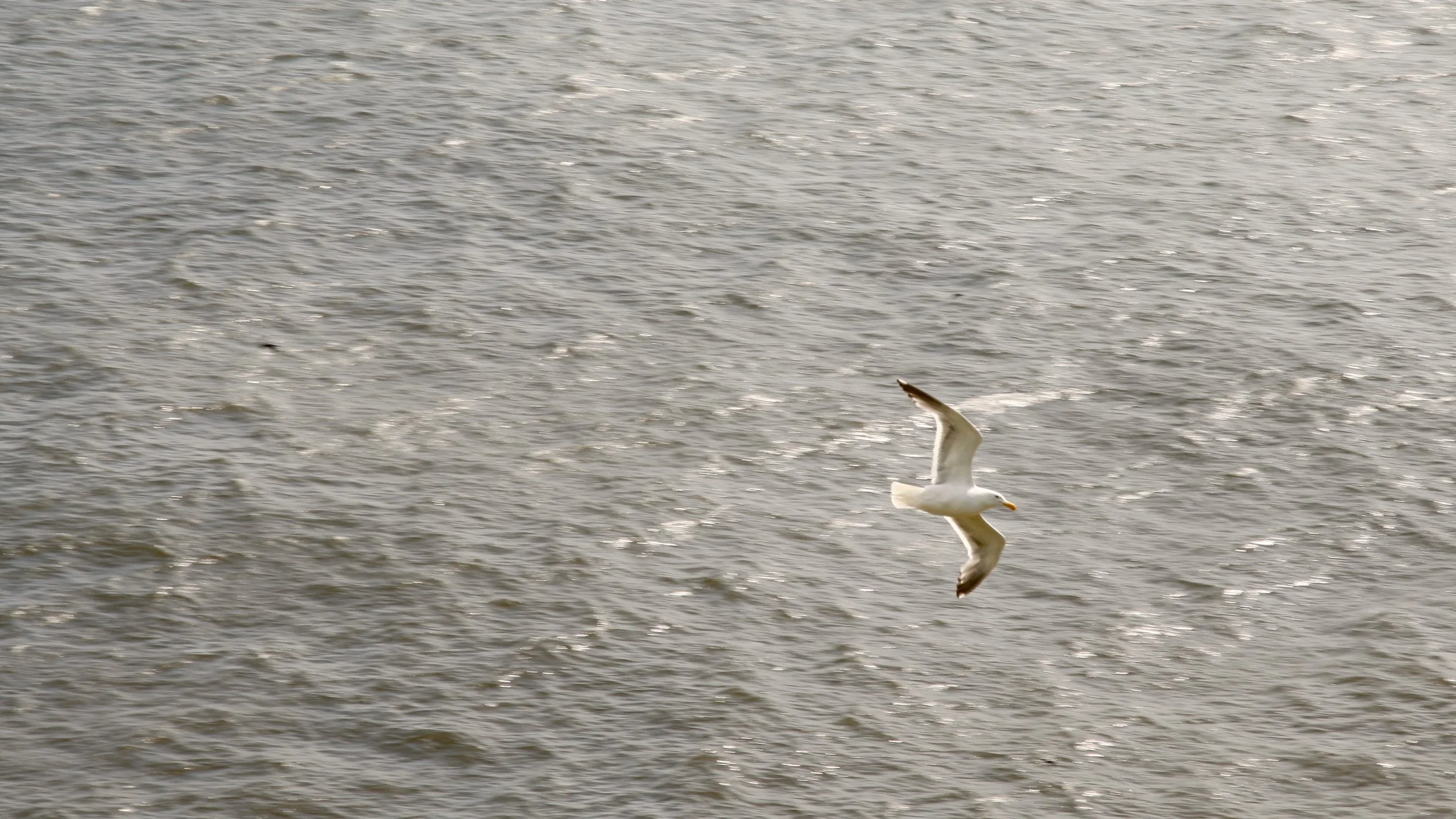 Seagull