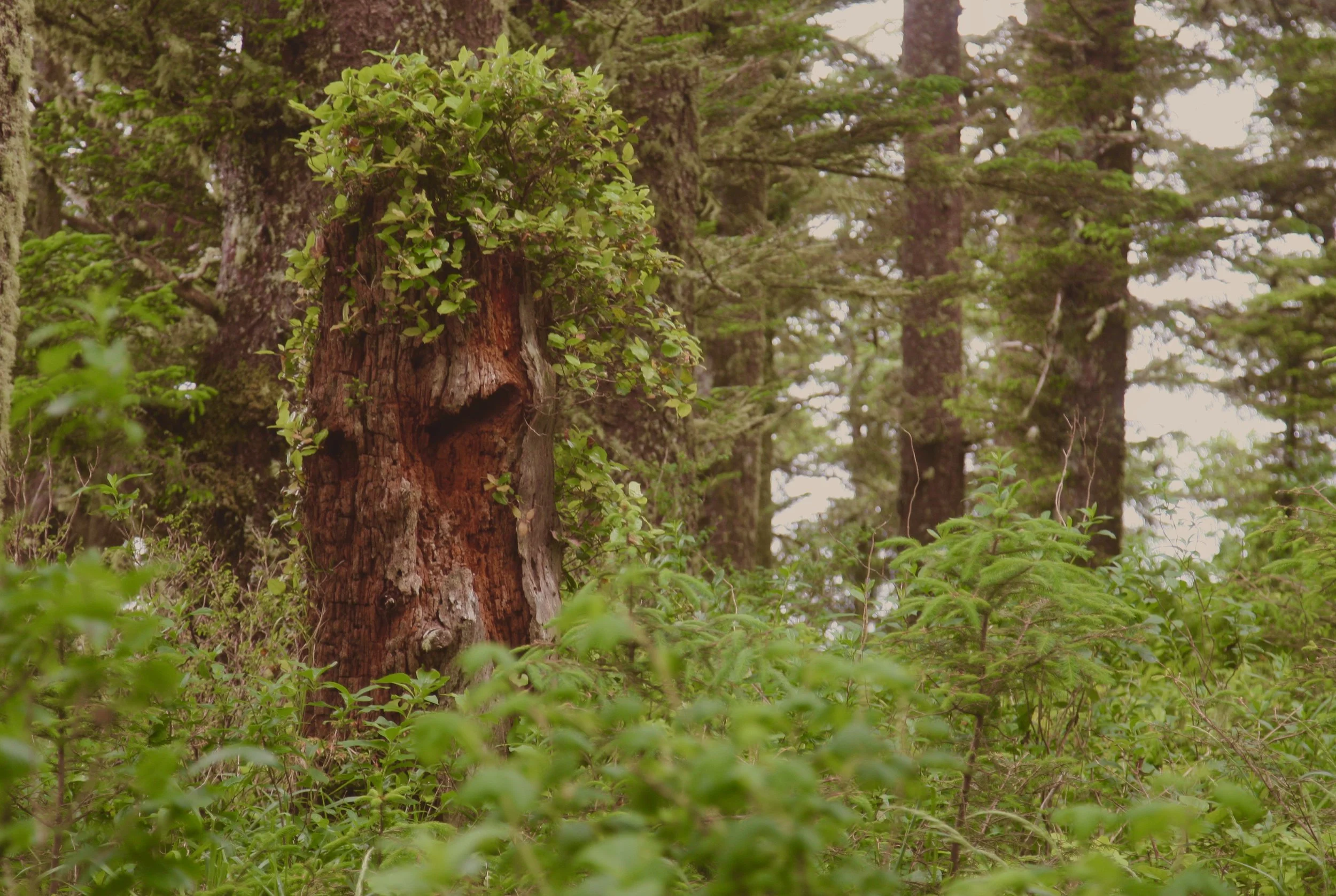 Face In The Tree