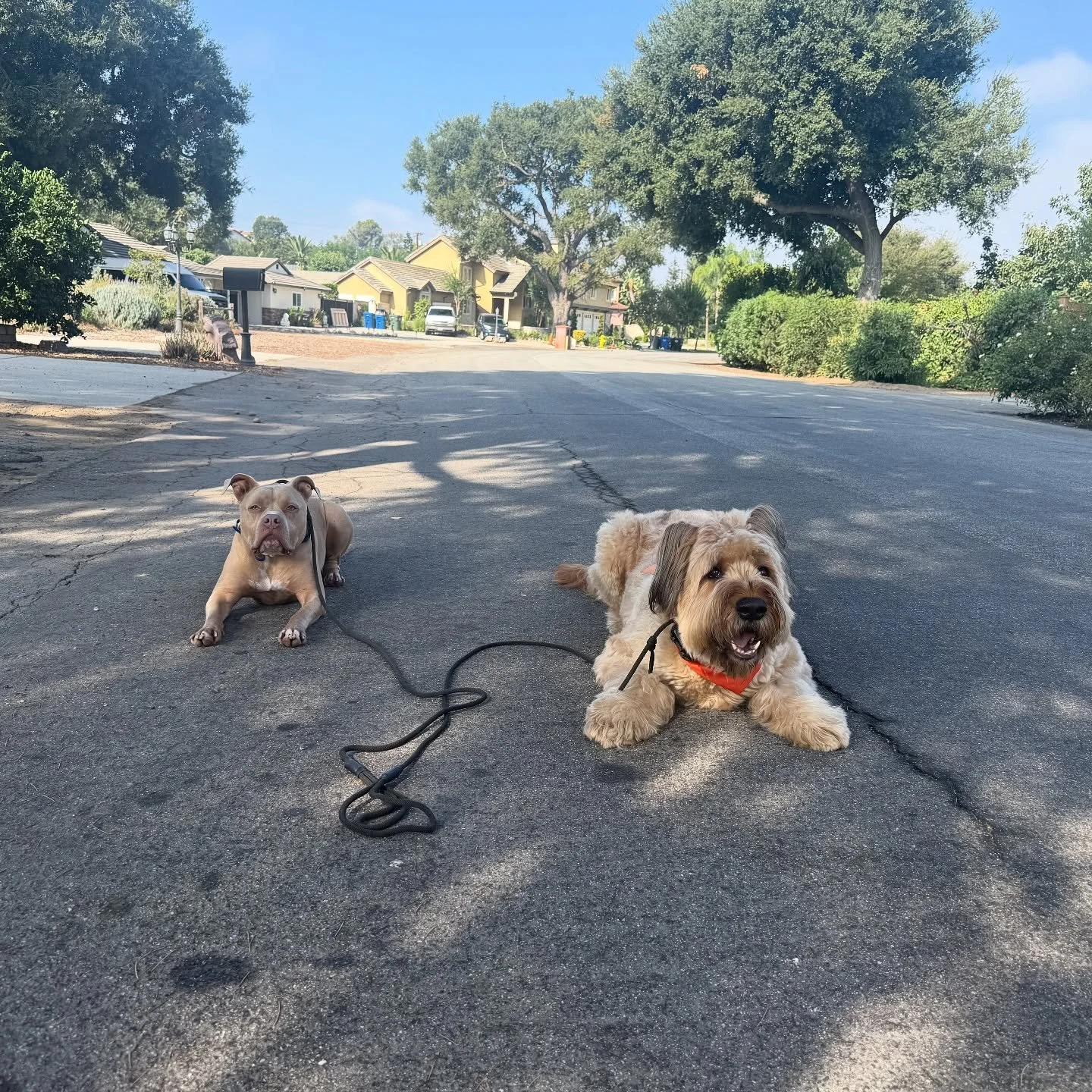Buddy and Percy working on their down. 🐾