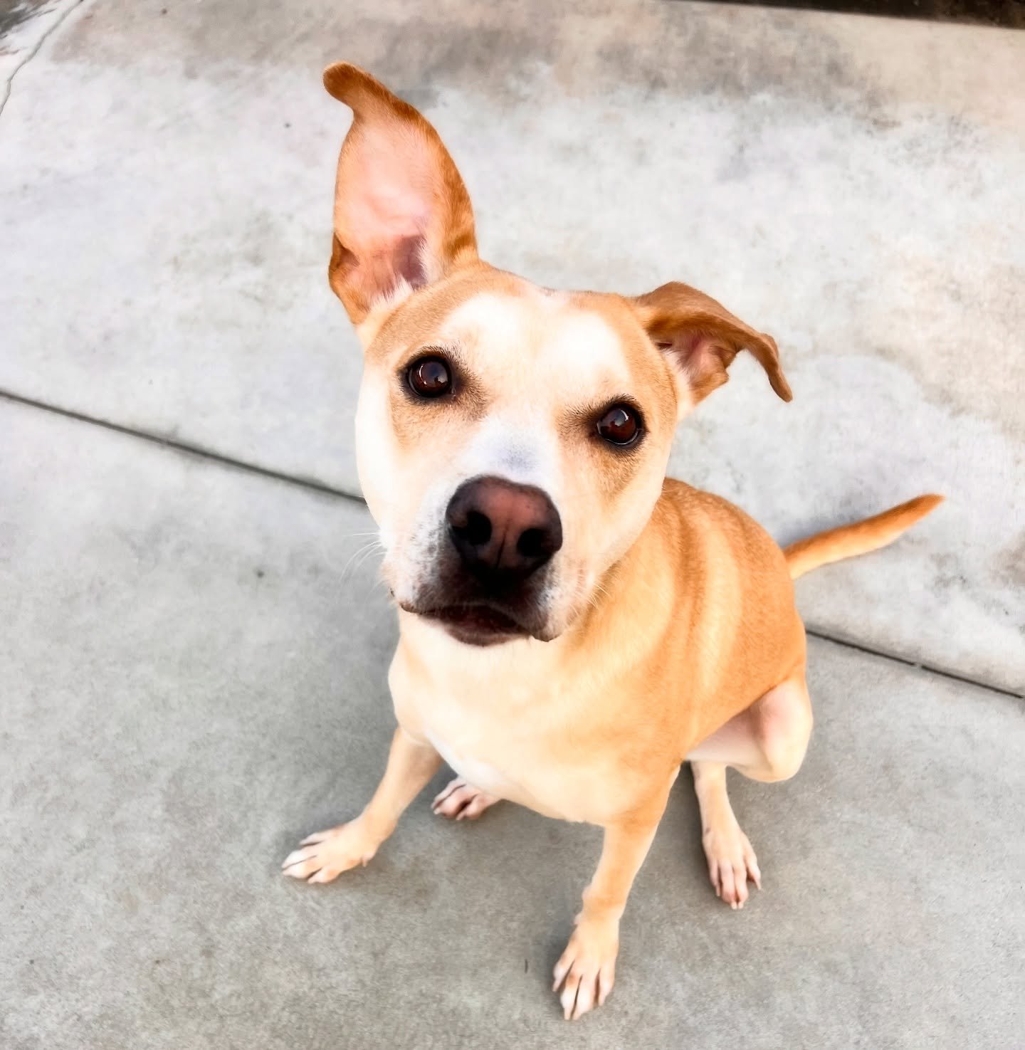 Bam Bam is available for adoption through @pricelesspetrescue . He is the go everywhere, do everything, loves everything, off leash trained and just an overall once in a lifetime dog. Cuddles are off the chart. 🥹❤️ we love him.  He&rsquo;s here wait