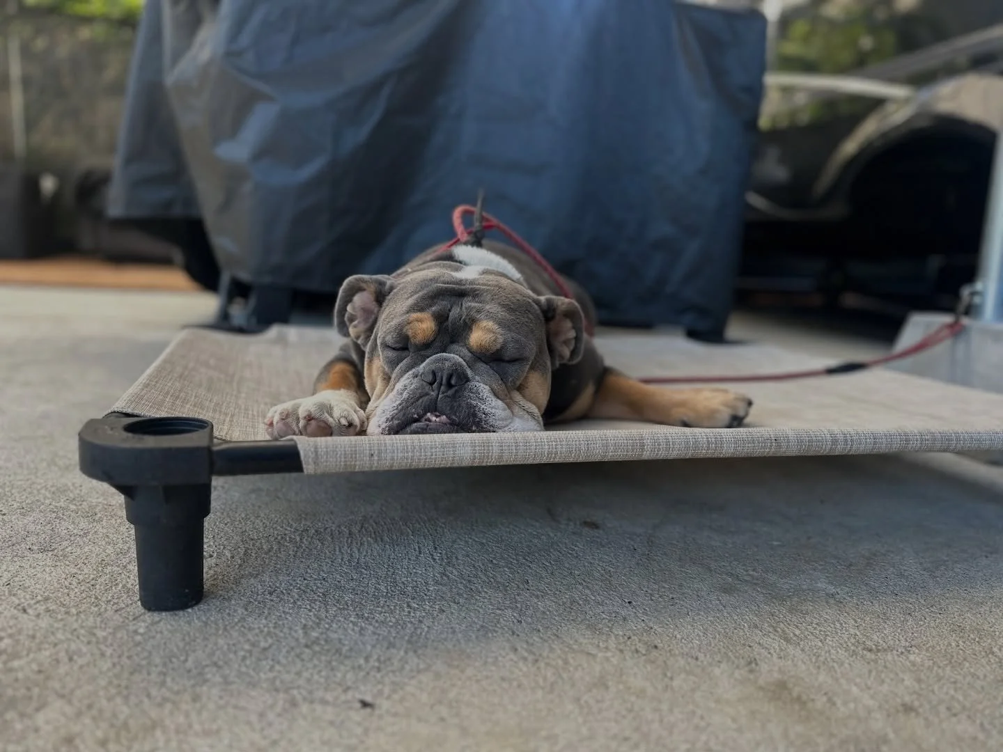 Hear me out&hellip; remix&hellip;. &ldquo;That just my lazy dog.&rdquo; 
Right?!? Who doesn&rsquo;t love a good siesta. 
#bulldog #training #passivework #boardandtrain #dogtraining #nobullrehab