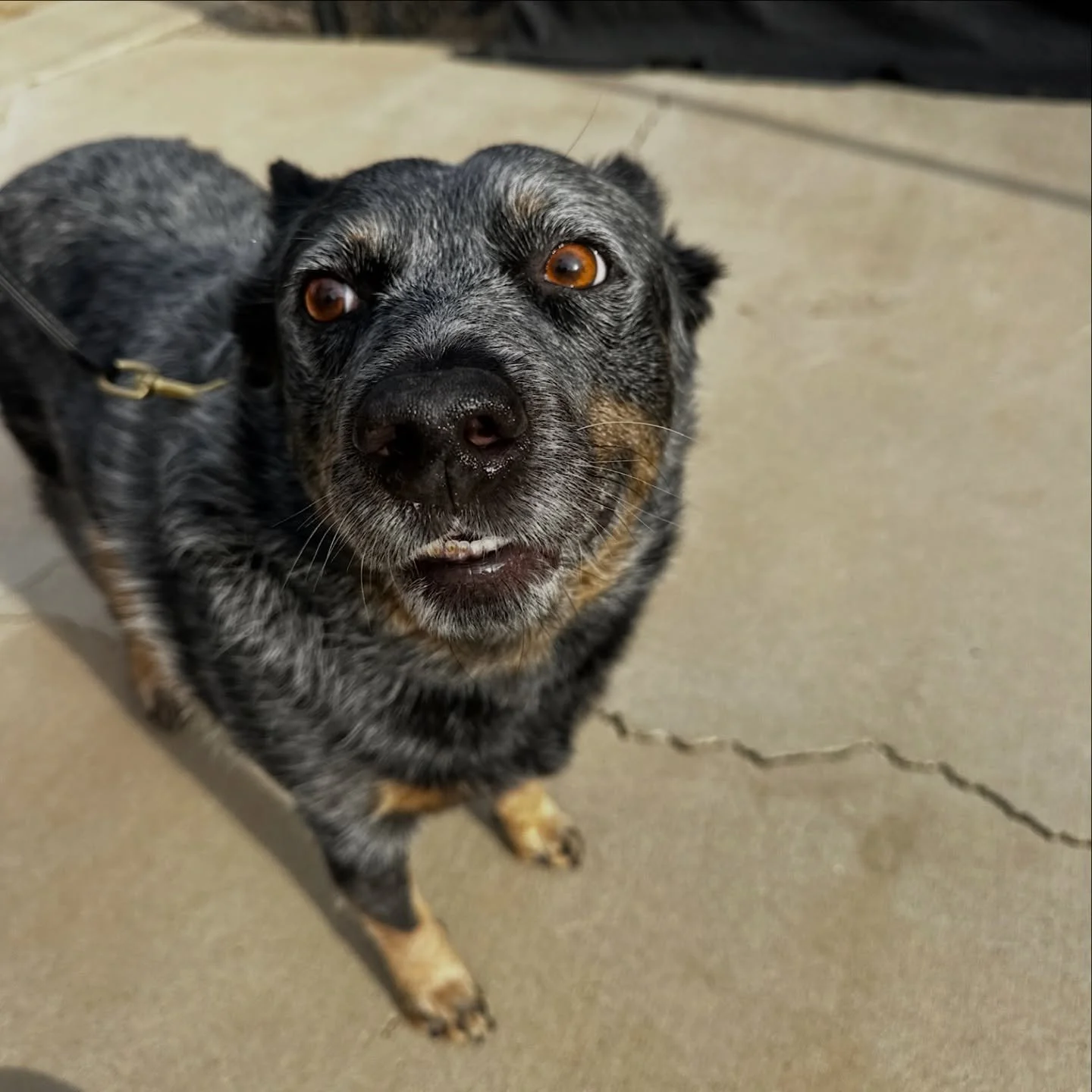 Did someone say treat?

#acd #iykyk