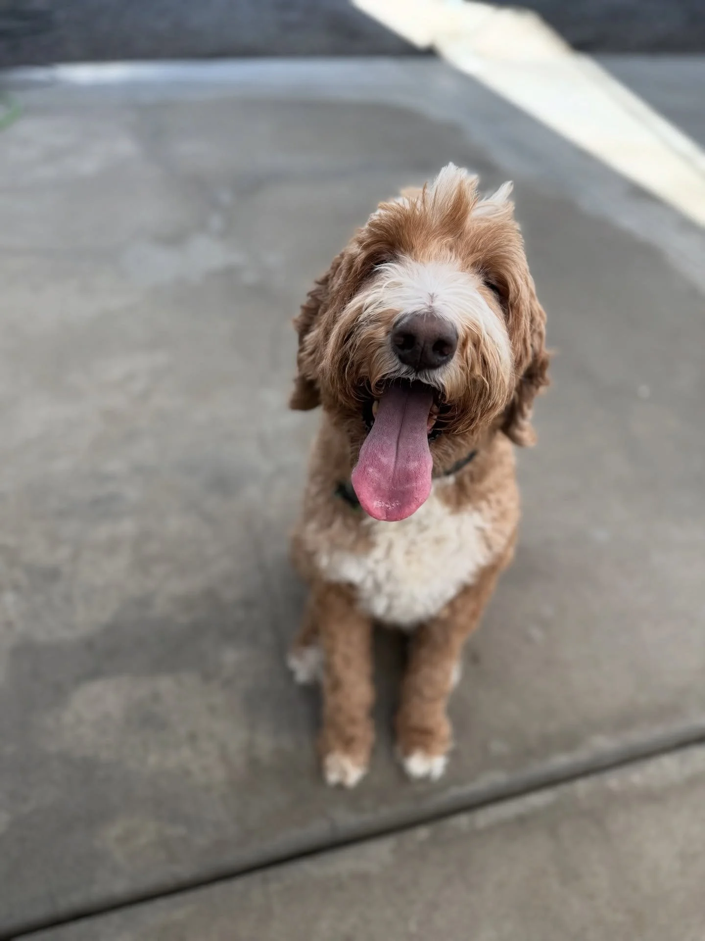 Boop. #Moose 
.
.
❤️ #NoBullRehab #Doodle #dog
