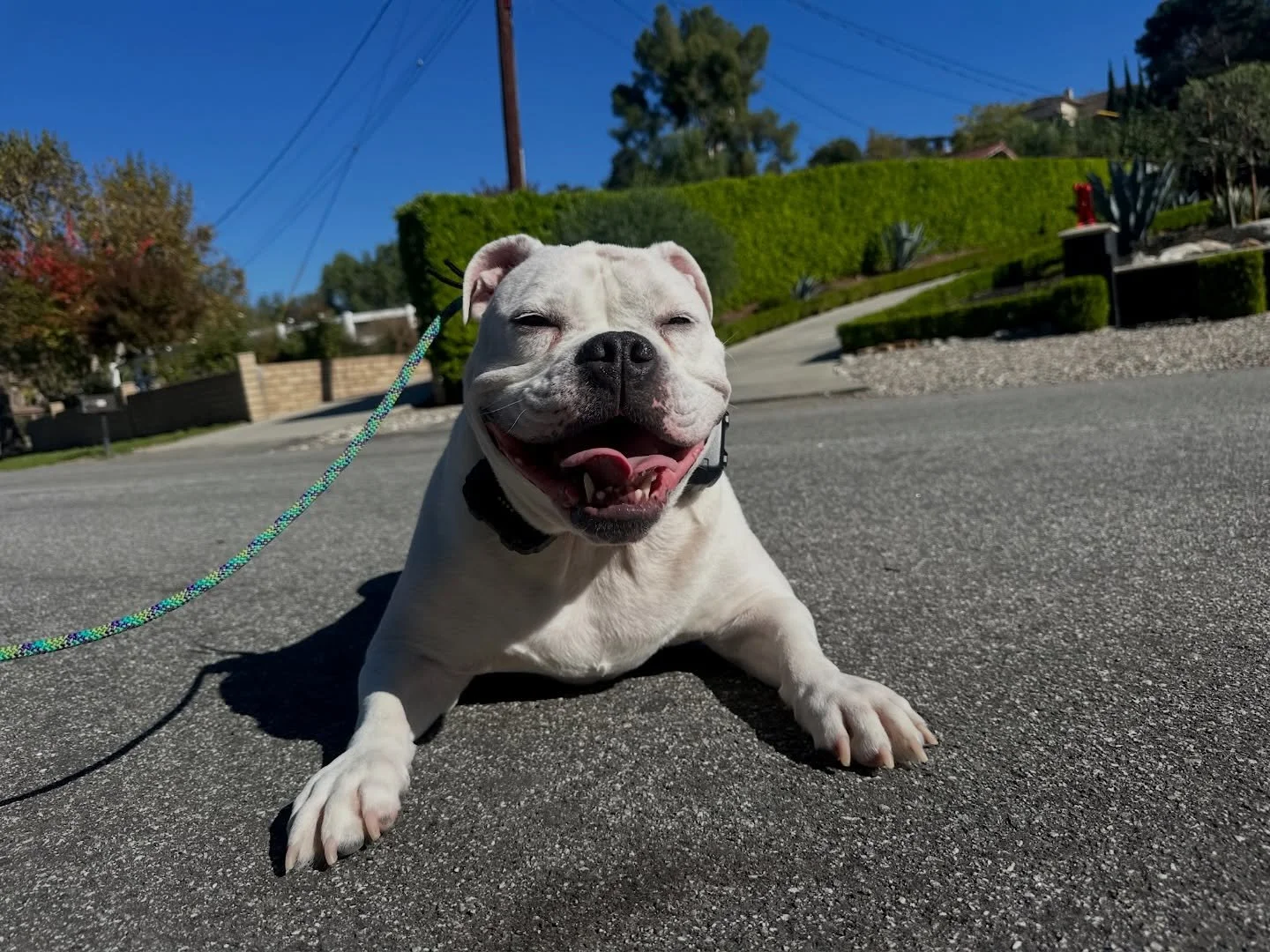 Curly! Here for a board and train refresher ❤️ we love this dude and are always happy to support him in feeling his best self even as the world is changing around him (New human baby in the house woot woot ). Stay tuned for his go home session. 🙌
#B