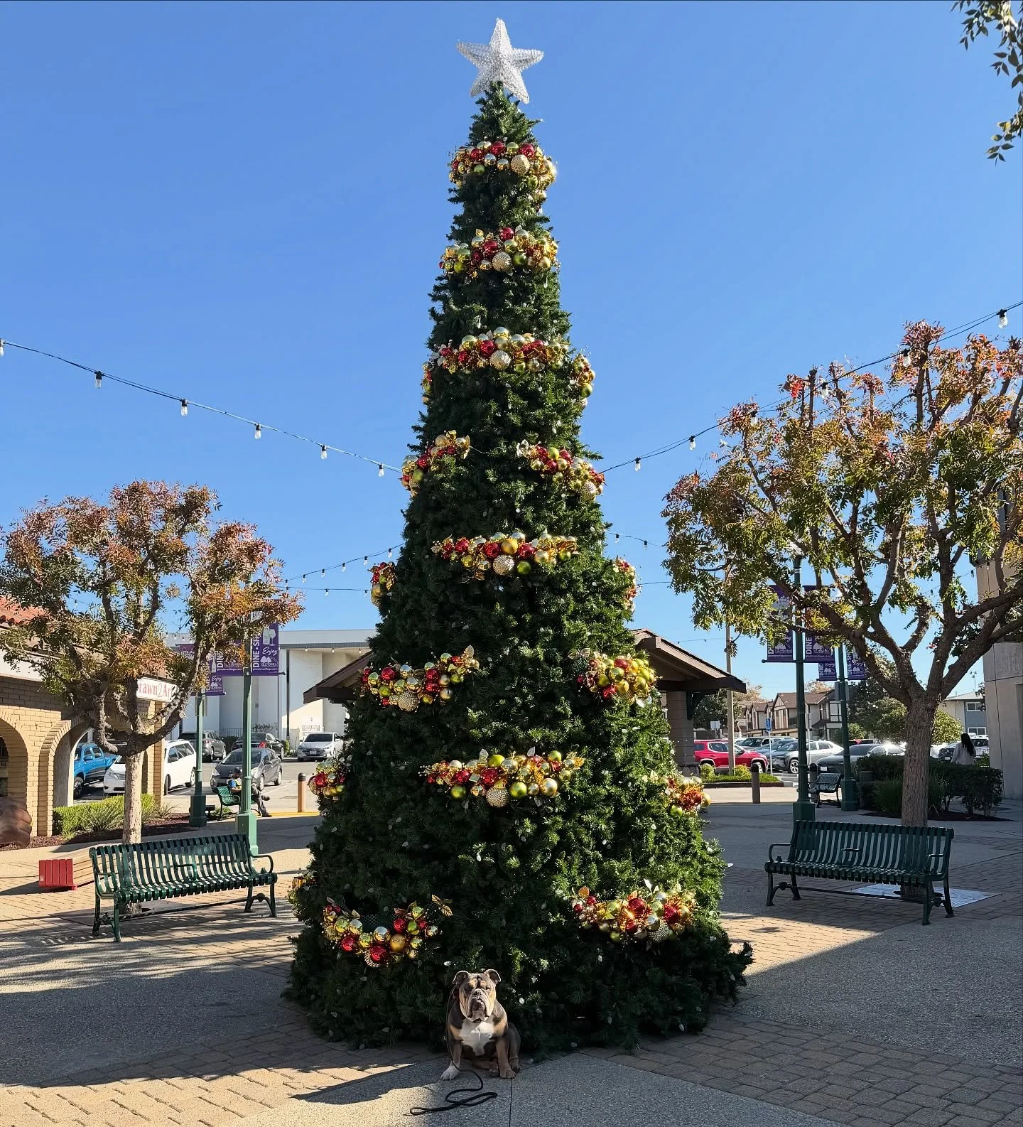 Board &amp; Train Joey enjoying the Holiday decor in Downtown Glendora. 
#dogtraining #NoBullRehab #englishbulldog #christmas