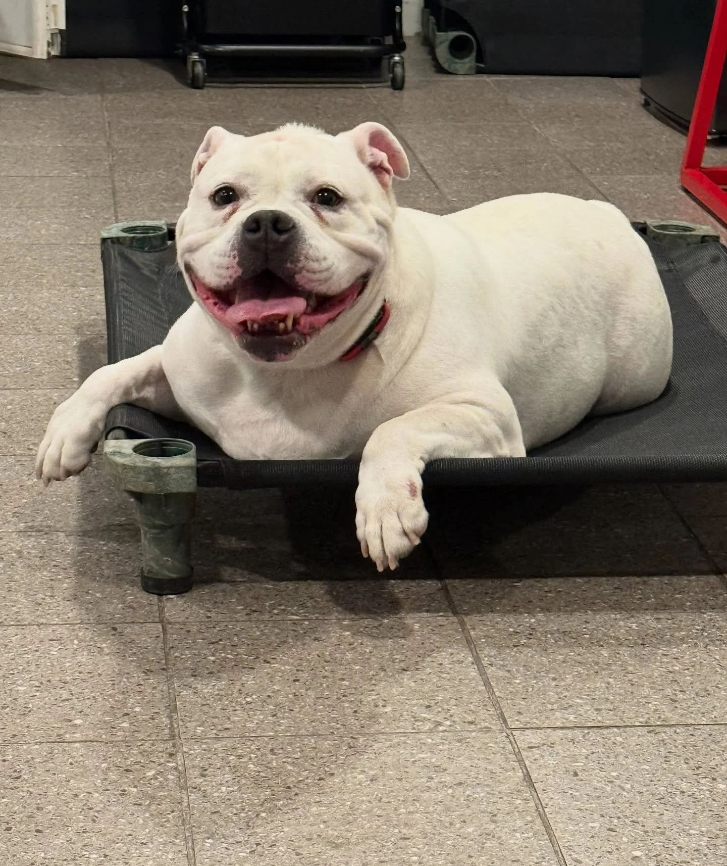 Holiday Go Home Sessions in full swing ❤️💚 Curly got to show off for his mom and sister tonight at his first go home session. #LetsGoDoDogStuff #NoBullRehab #dogtraining #refresher