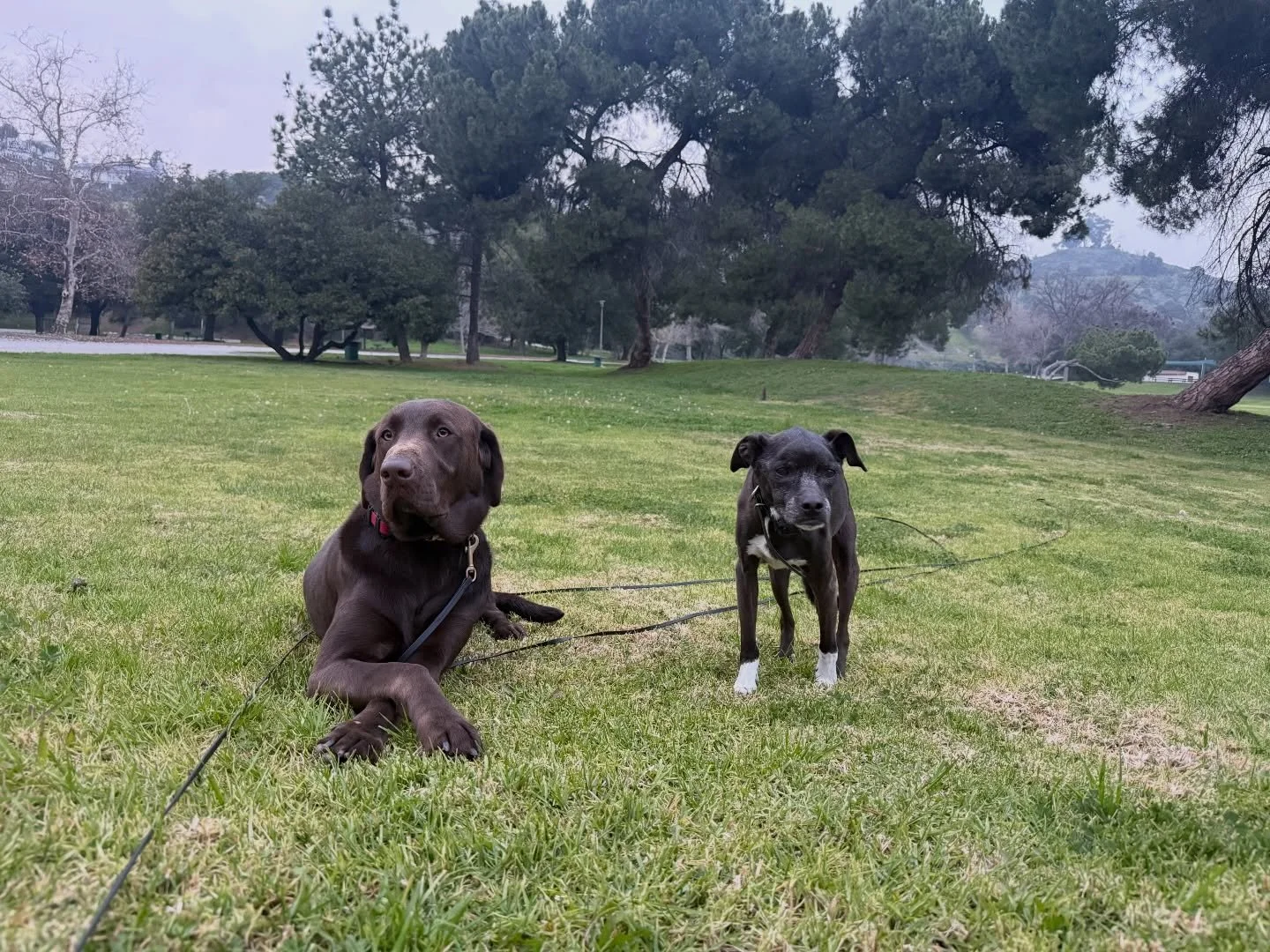 BnT Wilson and Lola (aka The Gremlin) working at the park. #letsgododogstuff