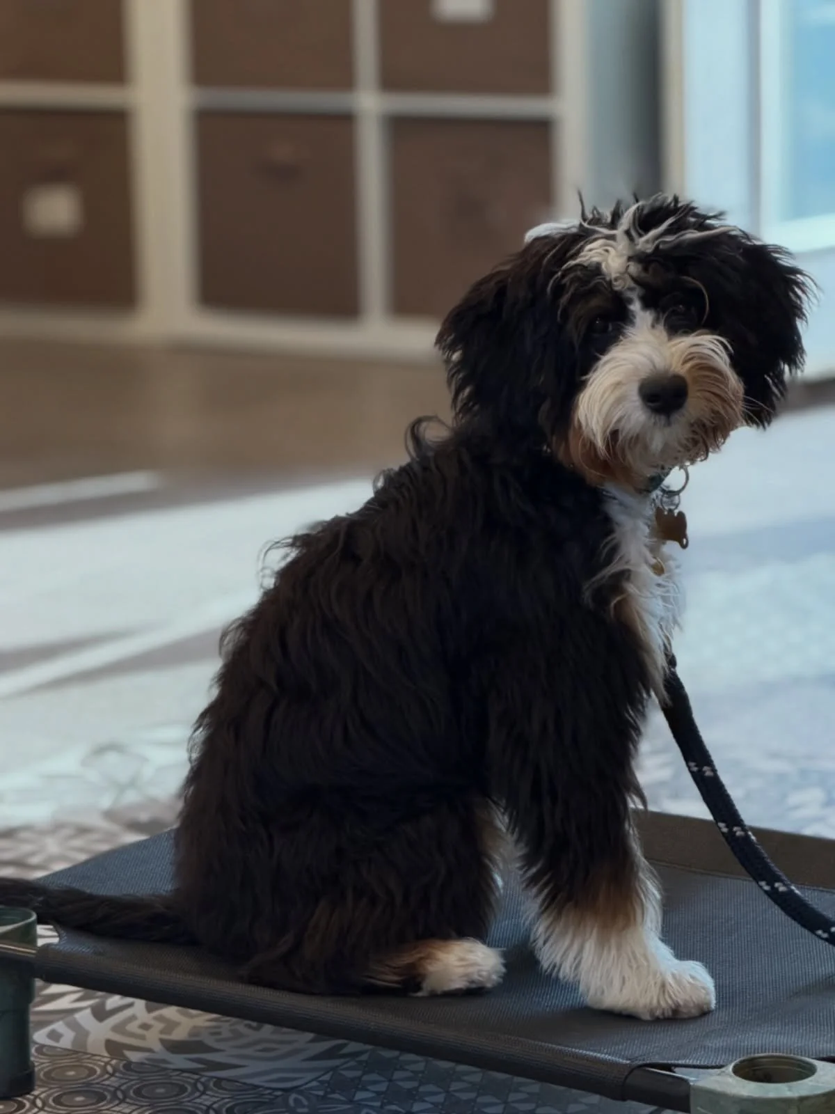 Finnick working on Place 🐾🙌 #namaste #NoBullRehab #LetsGoDoDogStuff #DogTraining #doodle