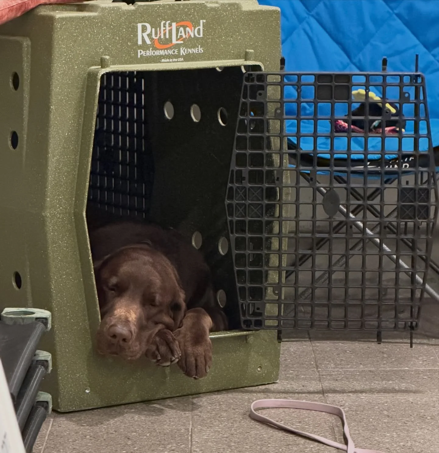 Falling asleep during his go home session 😊❤️🐾 #Wilson #labrador #rescue #dogtraining #nobullrehab @ruff_land_kennels