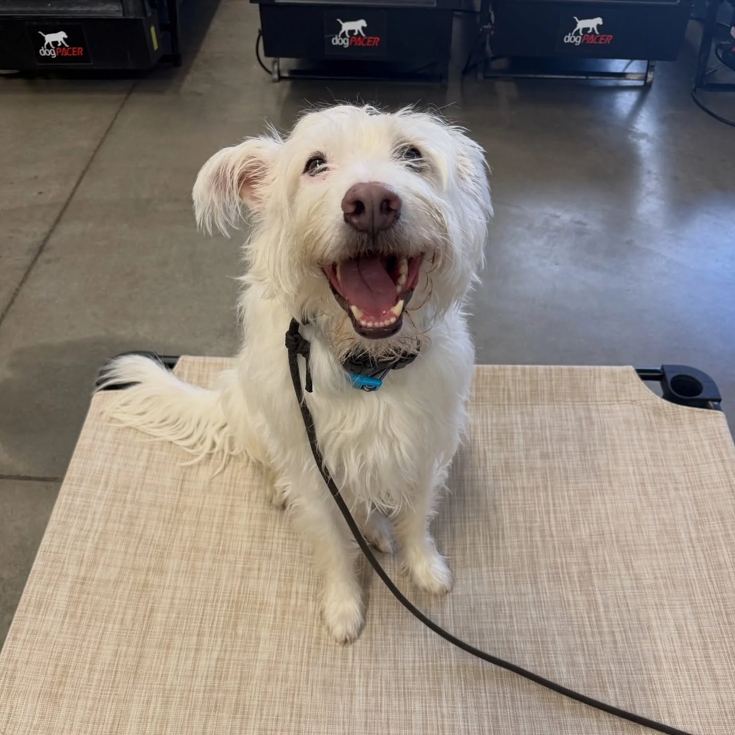 Welcome our newest board and train Chauncey to the NBR pack. 🐾