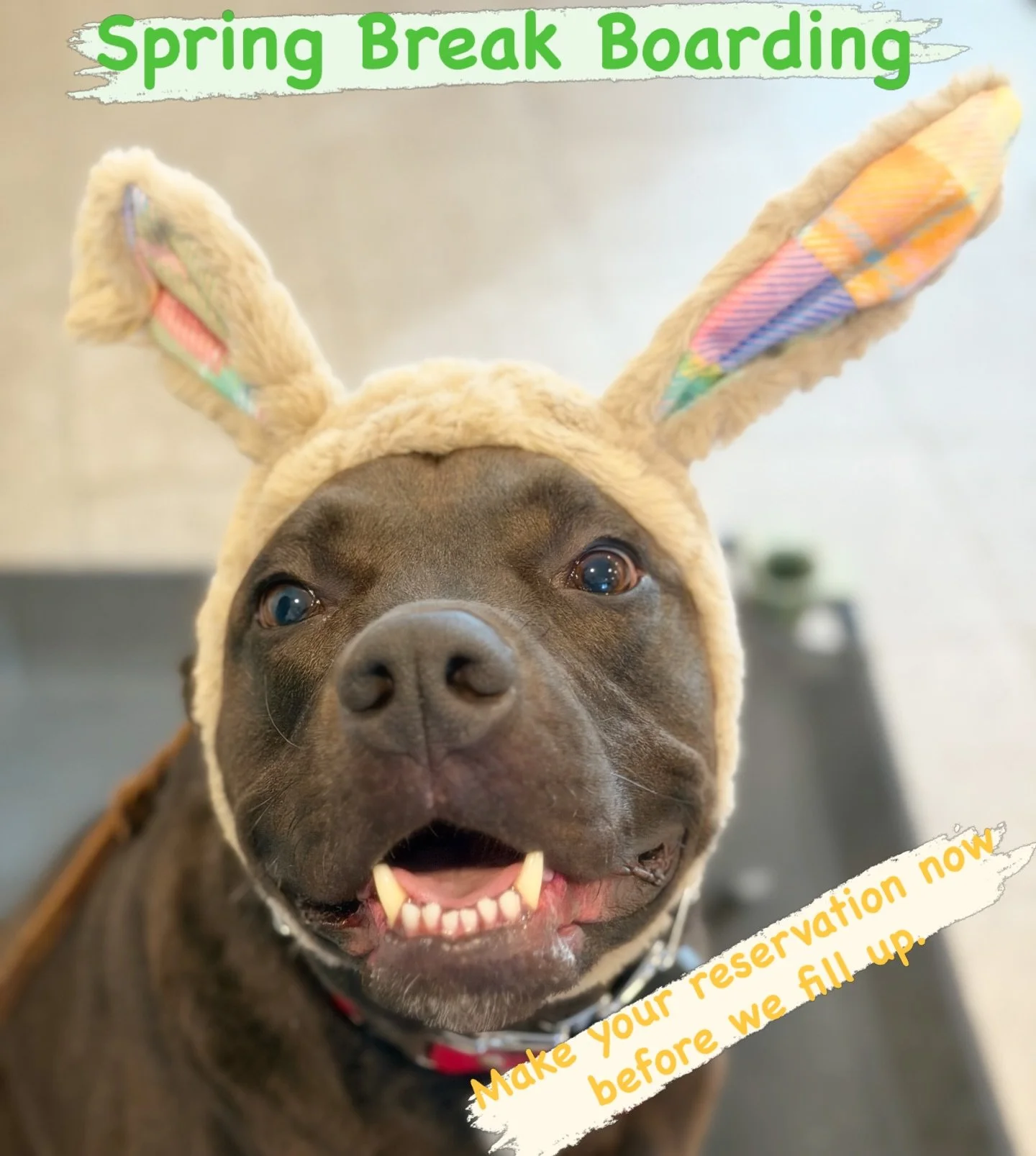 Spring Break! 
Get your spring break boarding requests in! 🙌🤘
#SpringBreak #NoBullRehab #DogTraining #LetsGoDoDogStuff