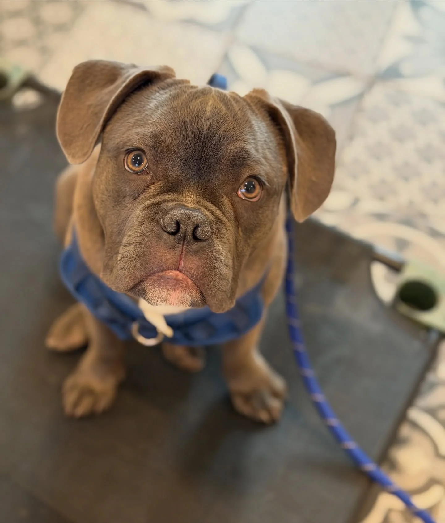 Oh Leo 😍🐾
.
.
#letsgododogstuff #nobullrehab #dogtrainer #fyp