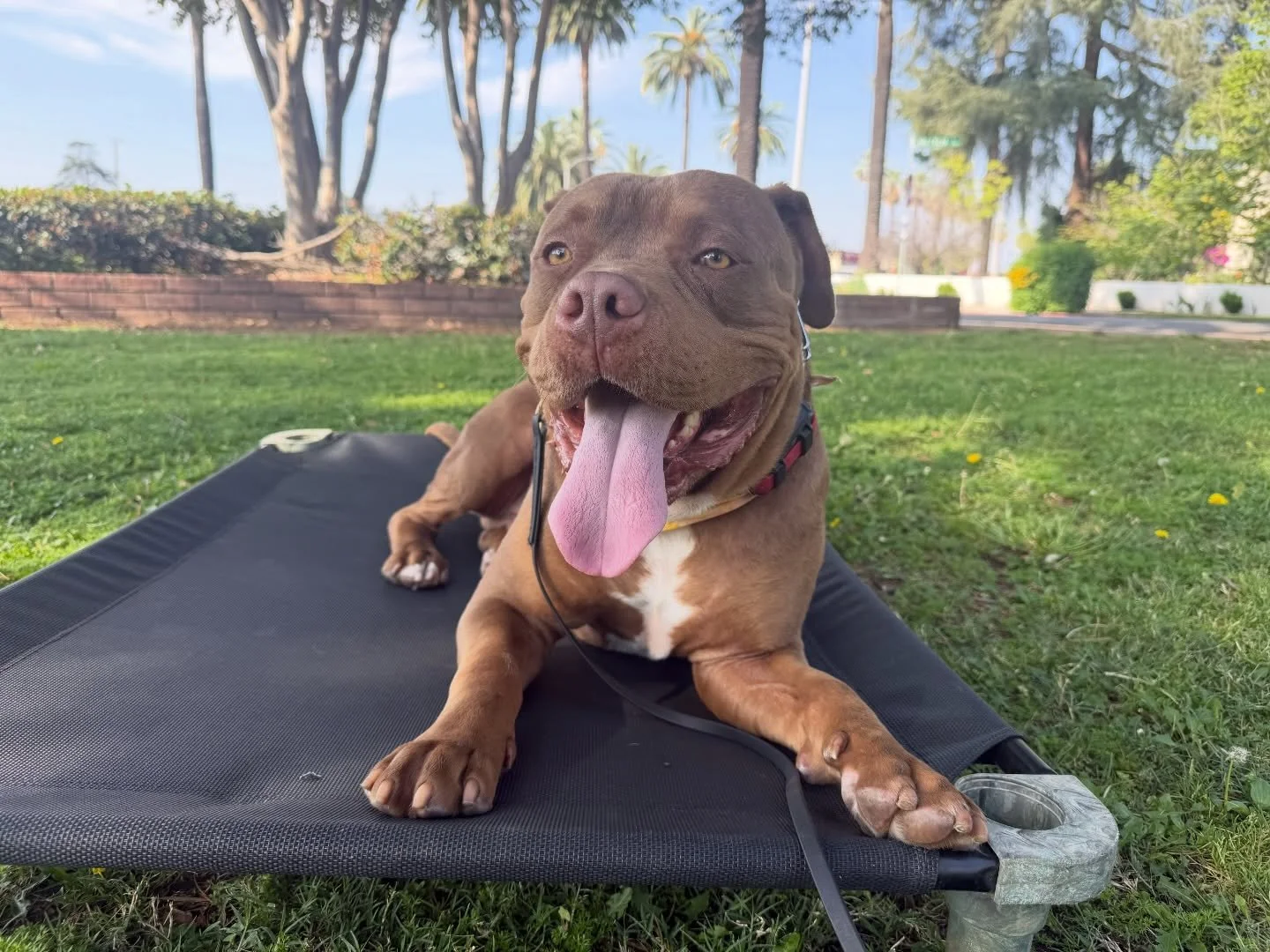 Handsome boy Theo working on &ldquo;Place&rdquo; at the park. #letsgododogstuff #nobullrehab #dogtraining