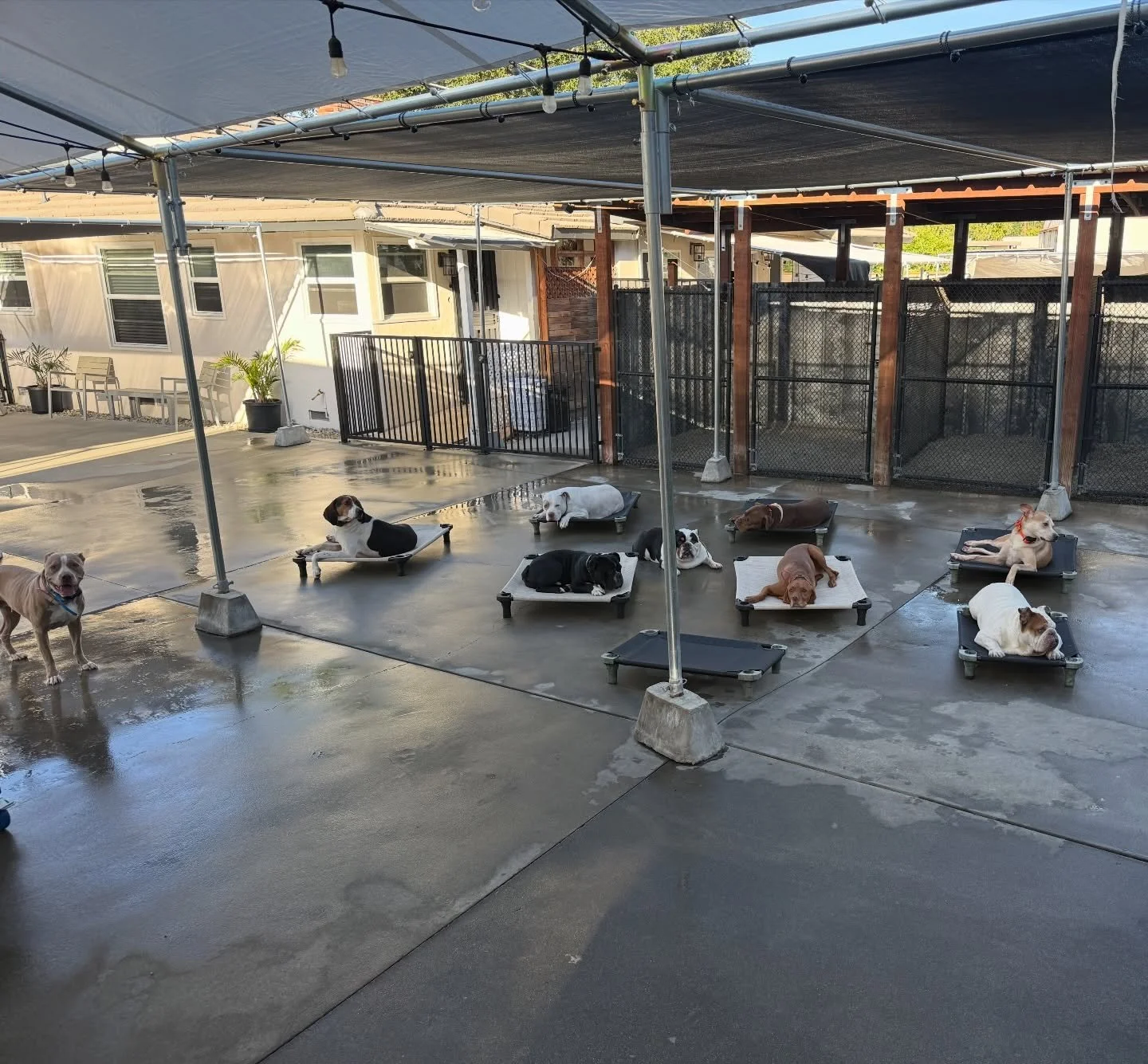 The crew hanging out on Place while we get things ready for play groups. #letsgododogstuff #nobullrehab