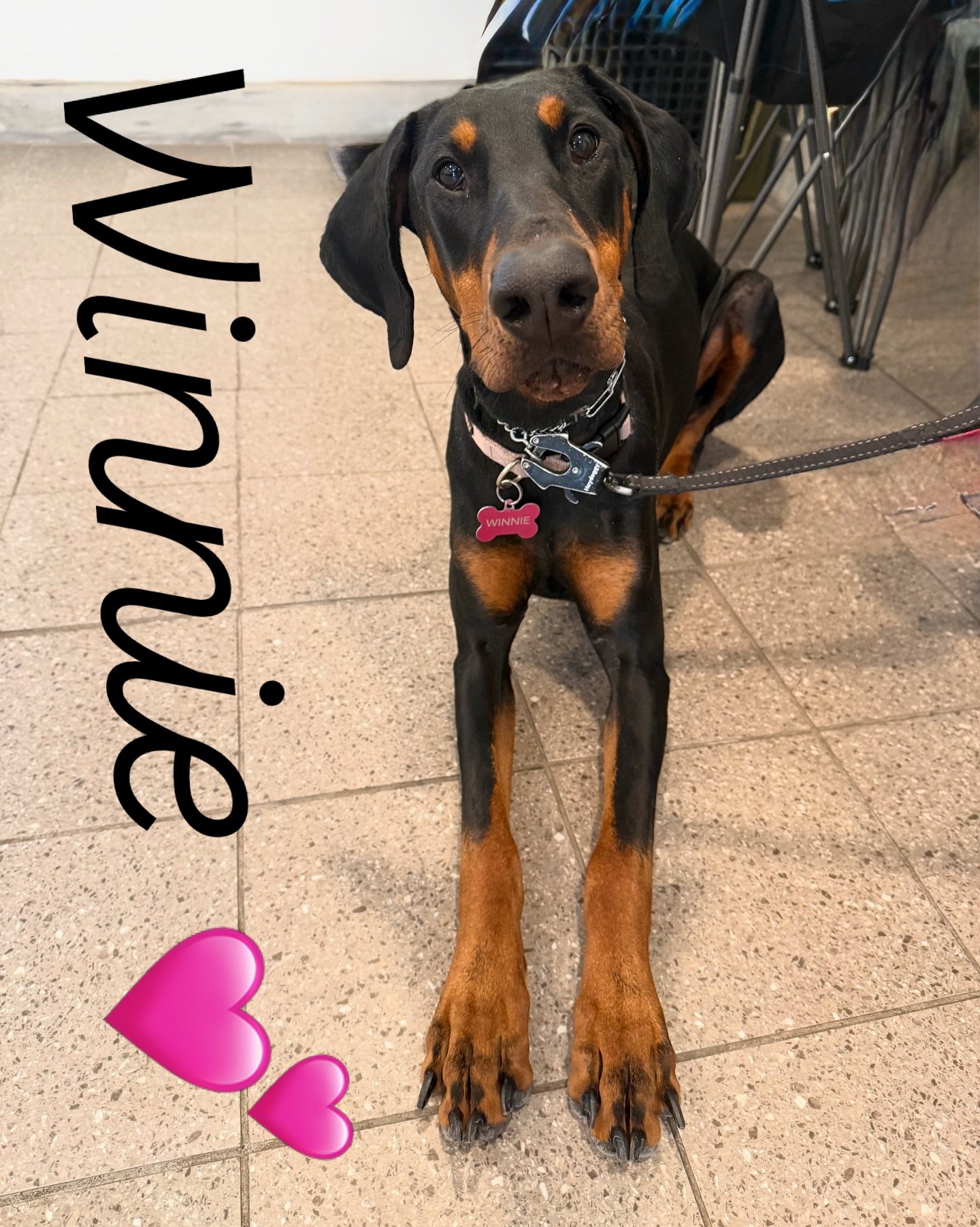 Winnie! Cutie Doberman girly. #DogTraining #doberman #nobullrehab #letsgododogstuff