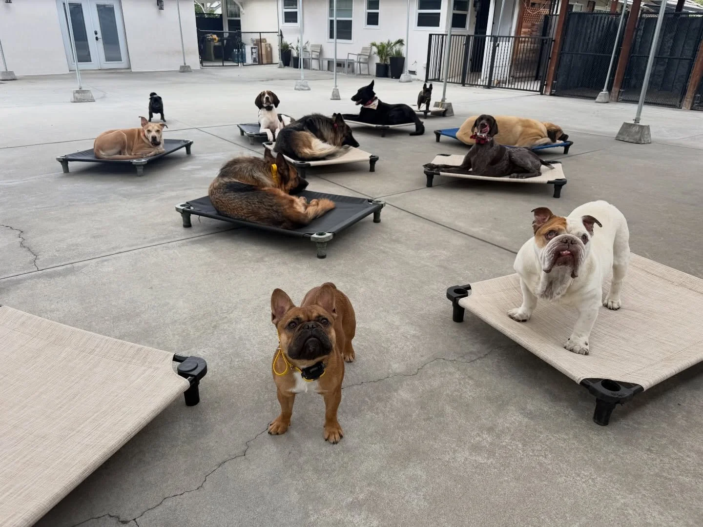 Down time before we begin playgroup. 🐾
#letsgododogstuff #nobullrehab