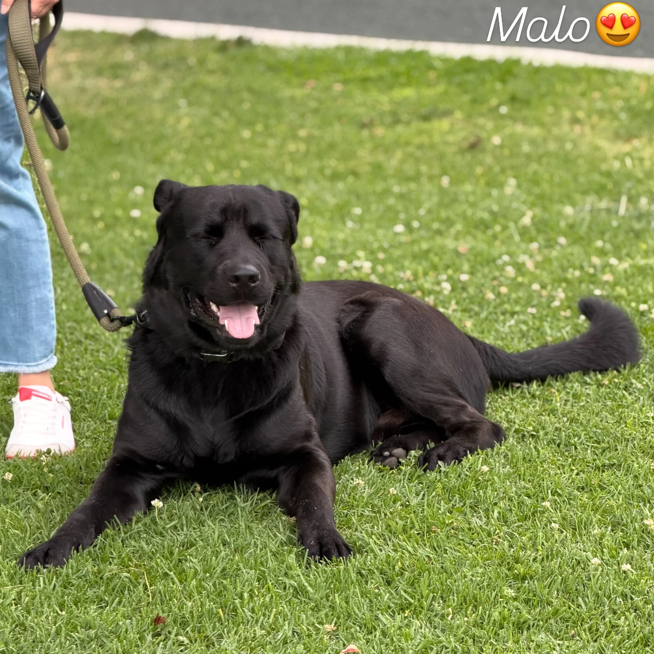 Board &amp; Train graduate, Malo, at group class this morning 😍🤘🙌🐾 Thriving ❤️ #LetsGoDoDogStuff #NoBullRehab #DogTraining