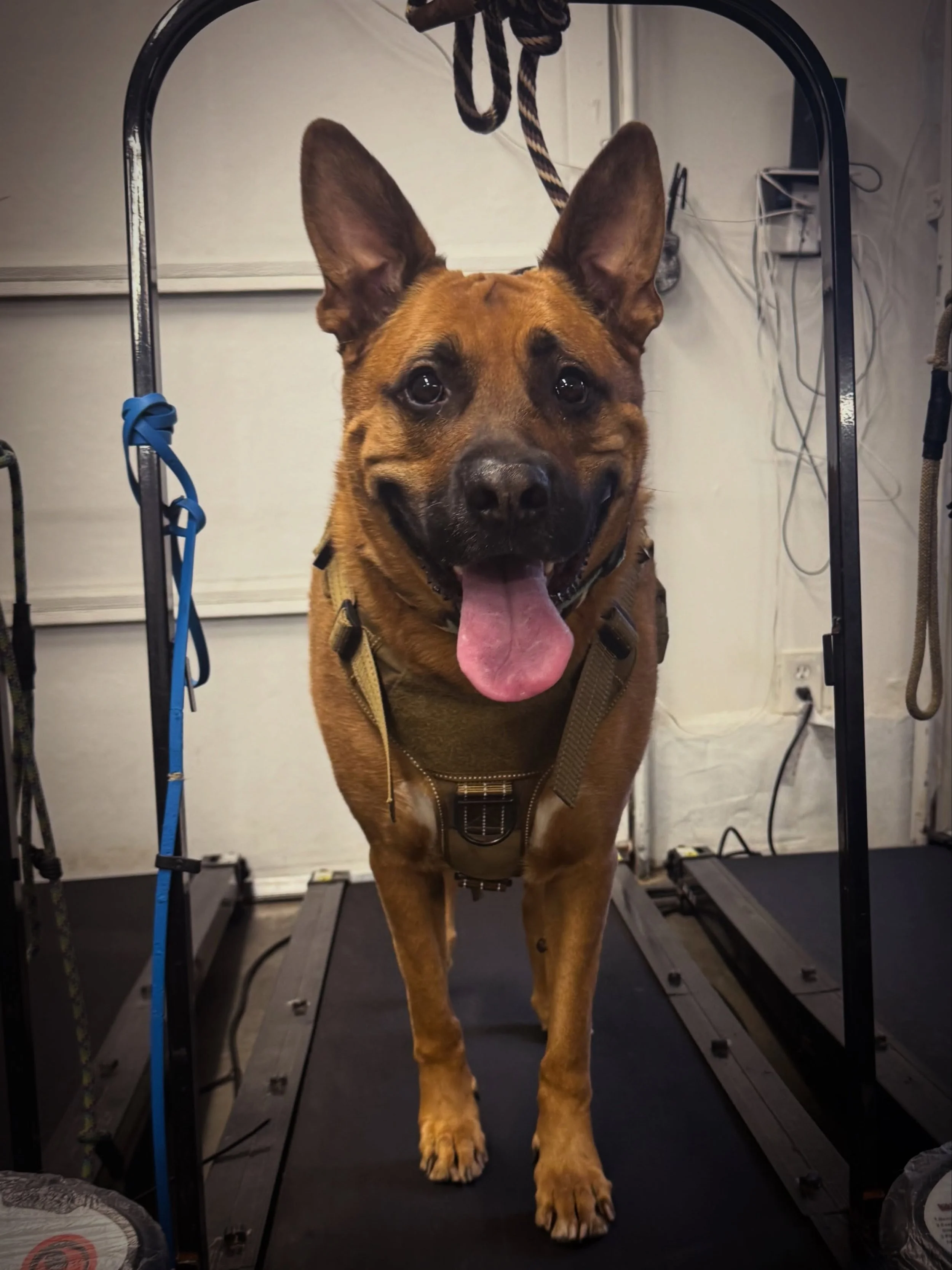 Meet Scooby! He&rsquo;ll be boarding for a bit before he starts his board and train. We are looking forward to getting to know him and helping him be his best self. What breed or breeds of dog do you think he is?  #DogTraining #NoBullRehab #LetsGoDoD