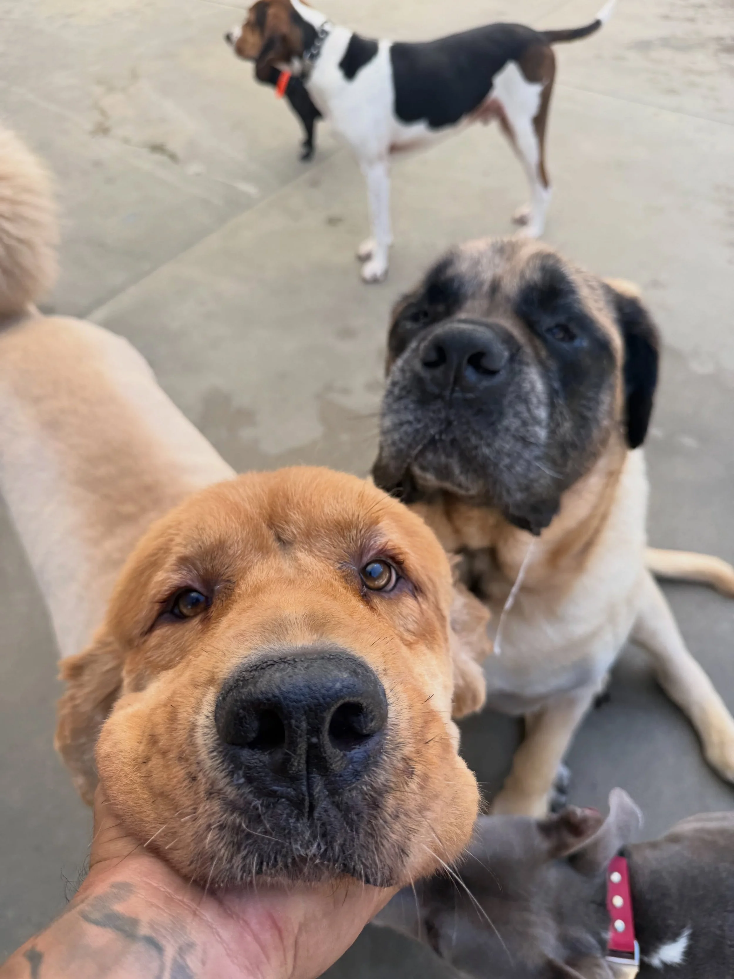 Syd and The Beast. 🖤
#letsgododogstuff #nobullrehab