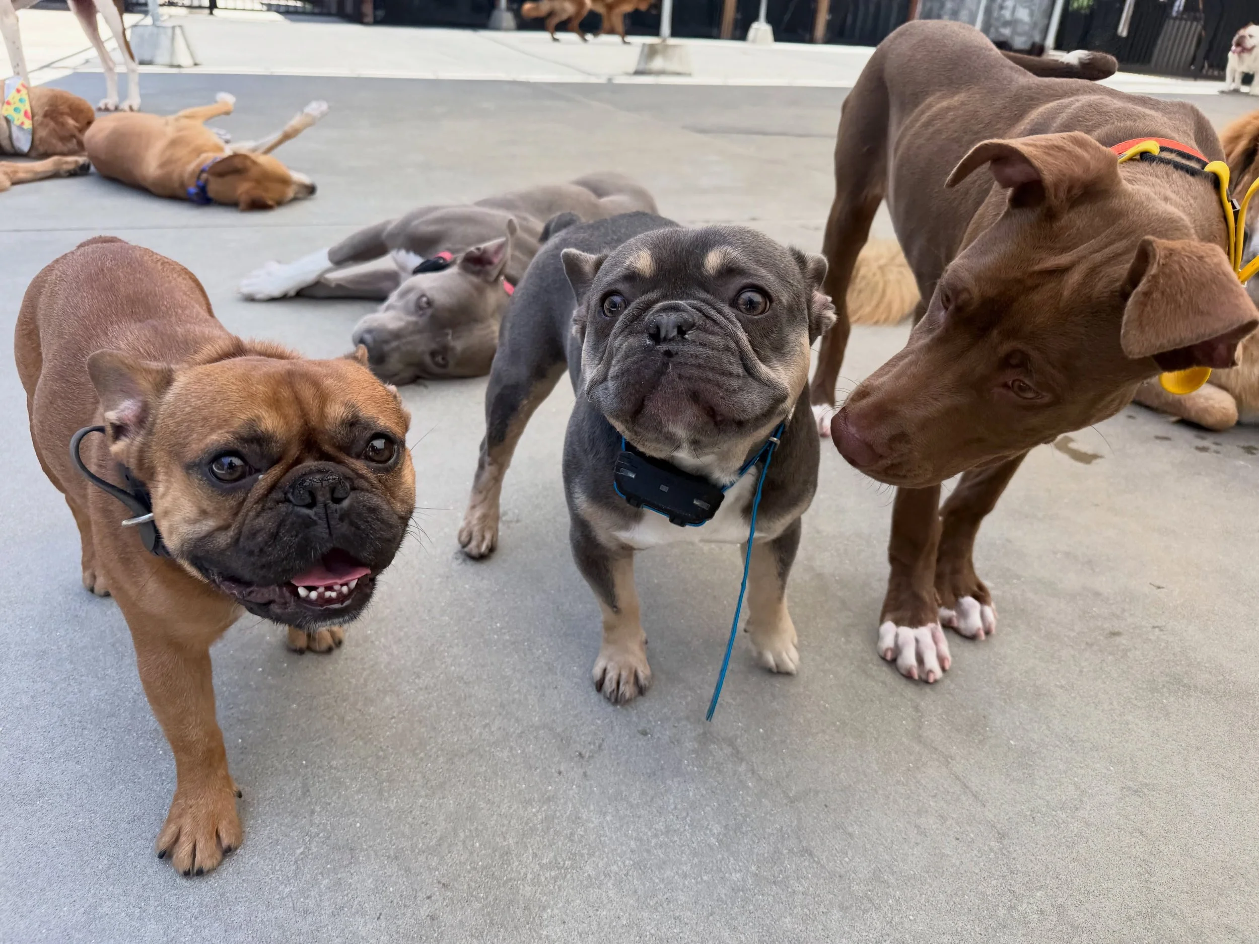 Onyx, Dually, and Cairo. 🖤🐾
#letsgododogstuff #nobullrehab